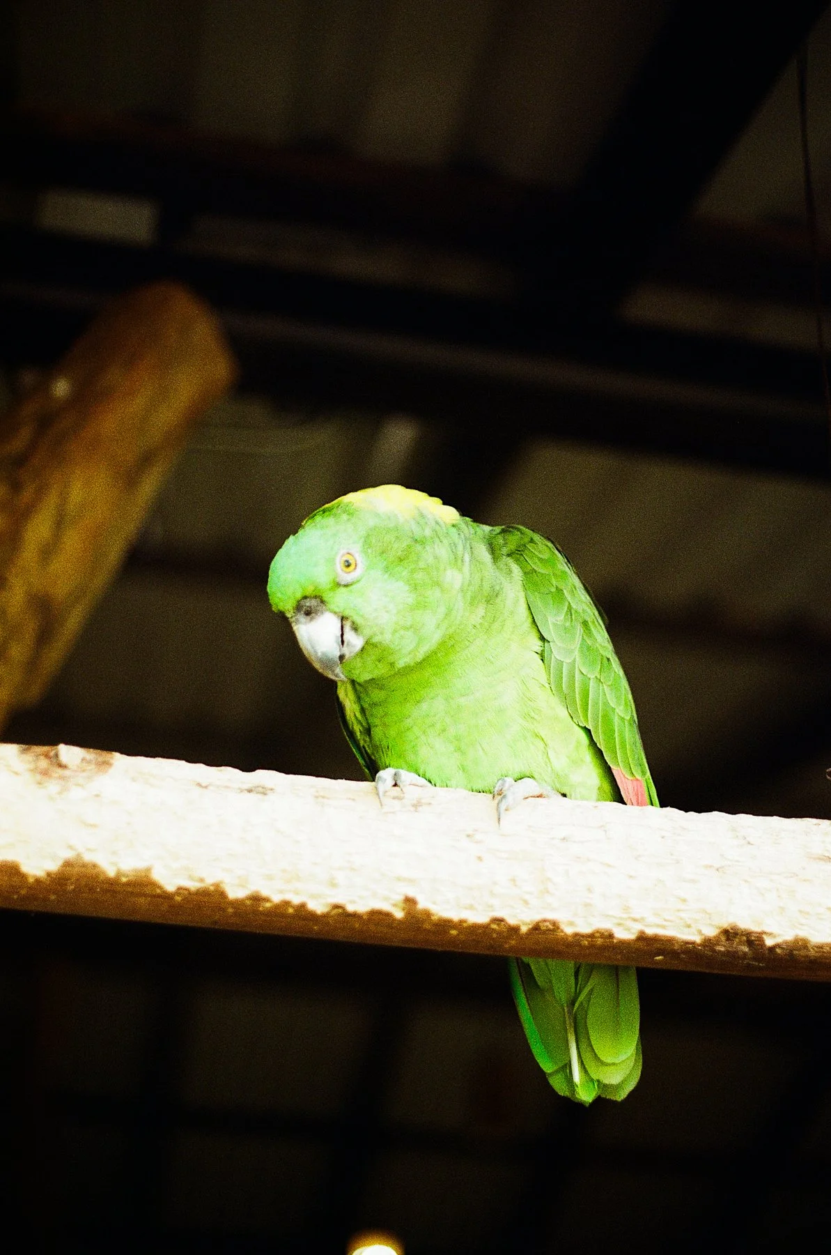 costa rica-37.jpg
