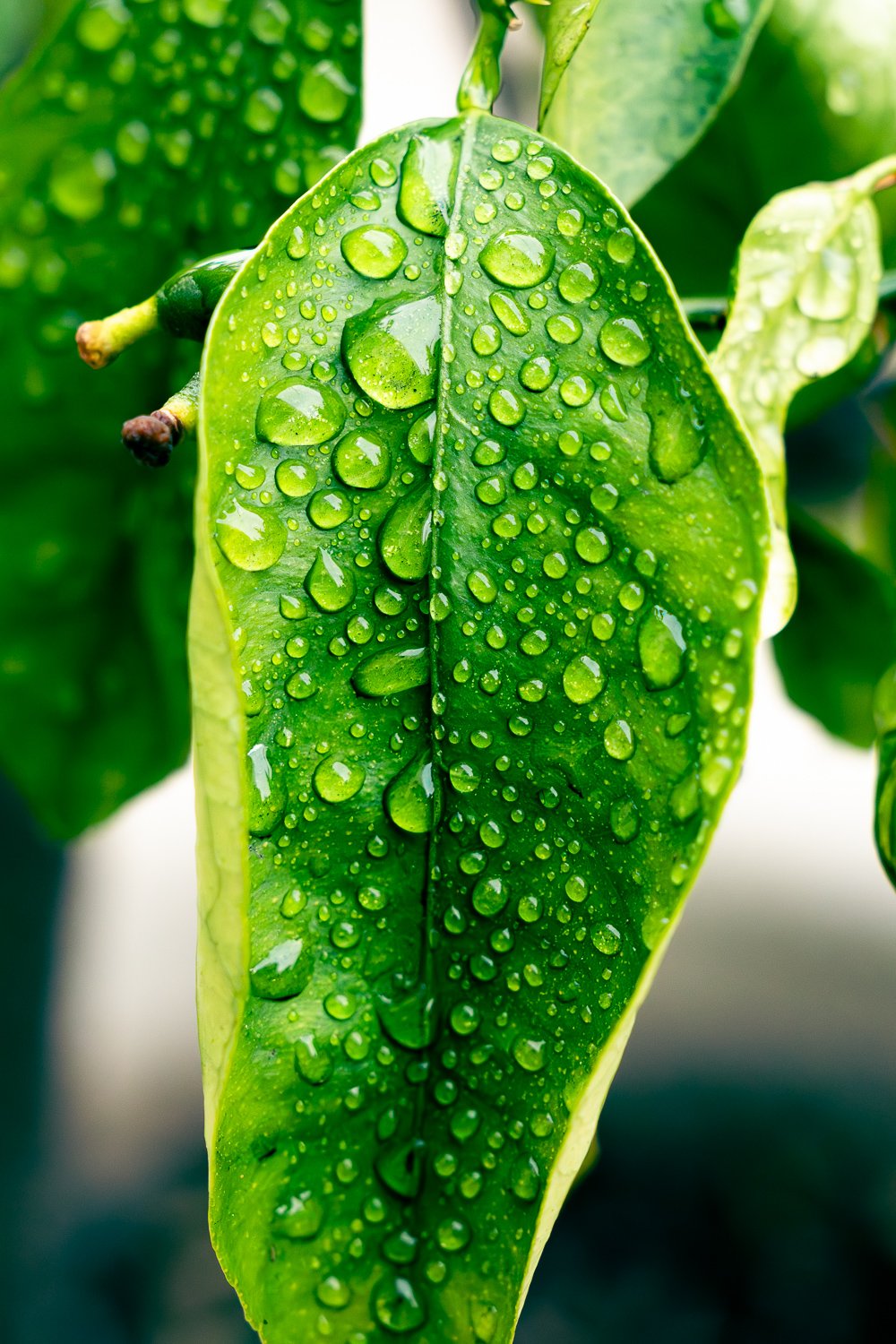 closeup-3.jpg