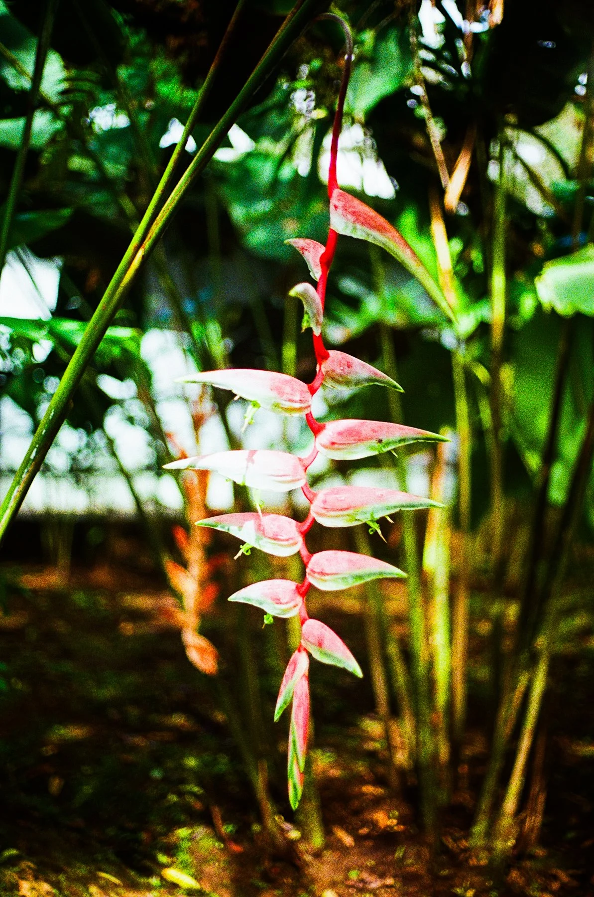 costa rica-45.jpg