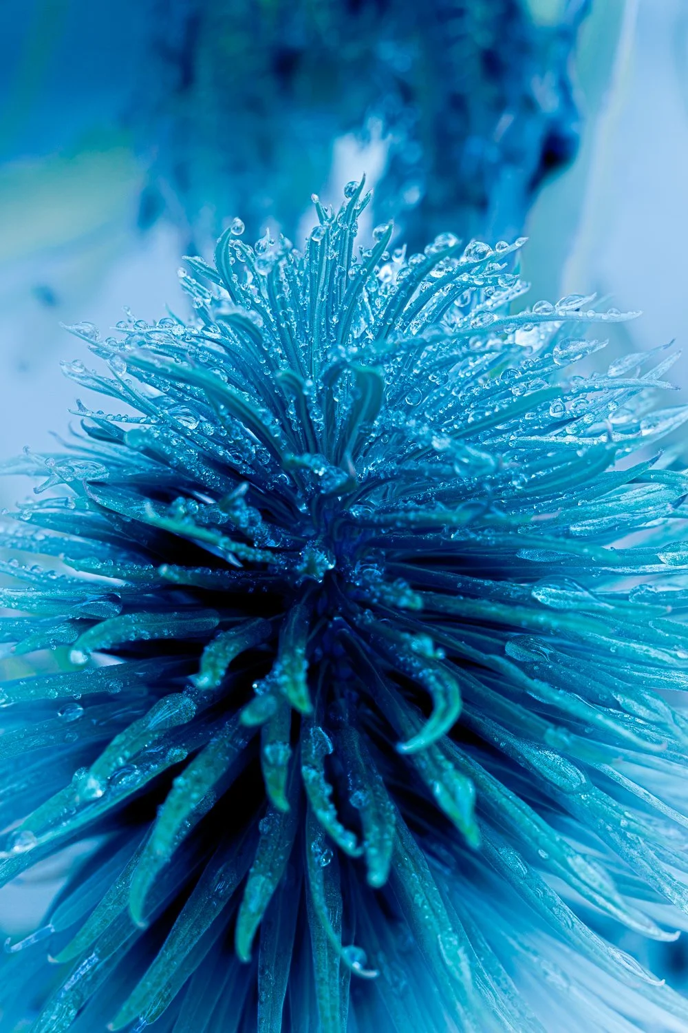 closeup-2.jpg