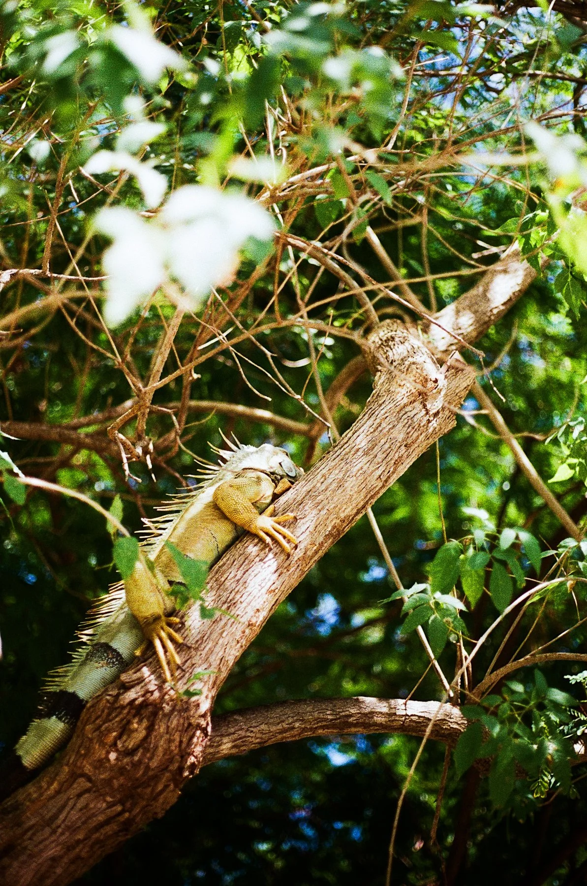 costa rica-18.jpg