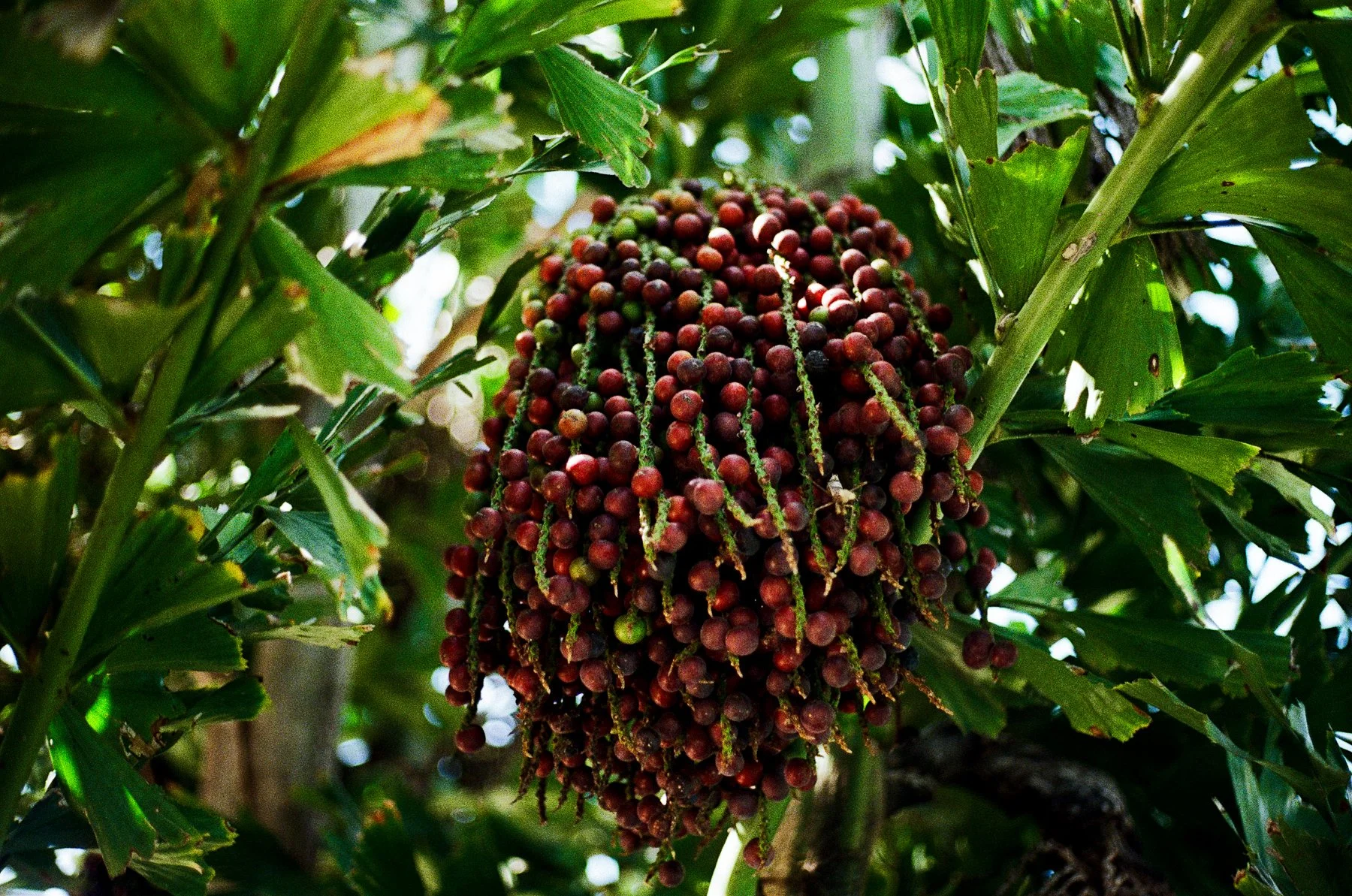 costa rica-33.jpg