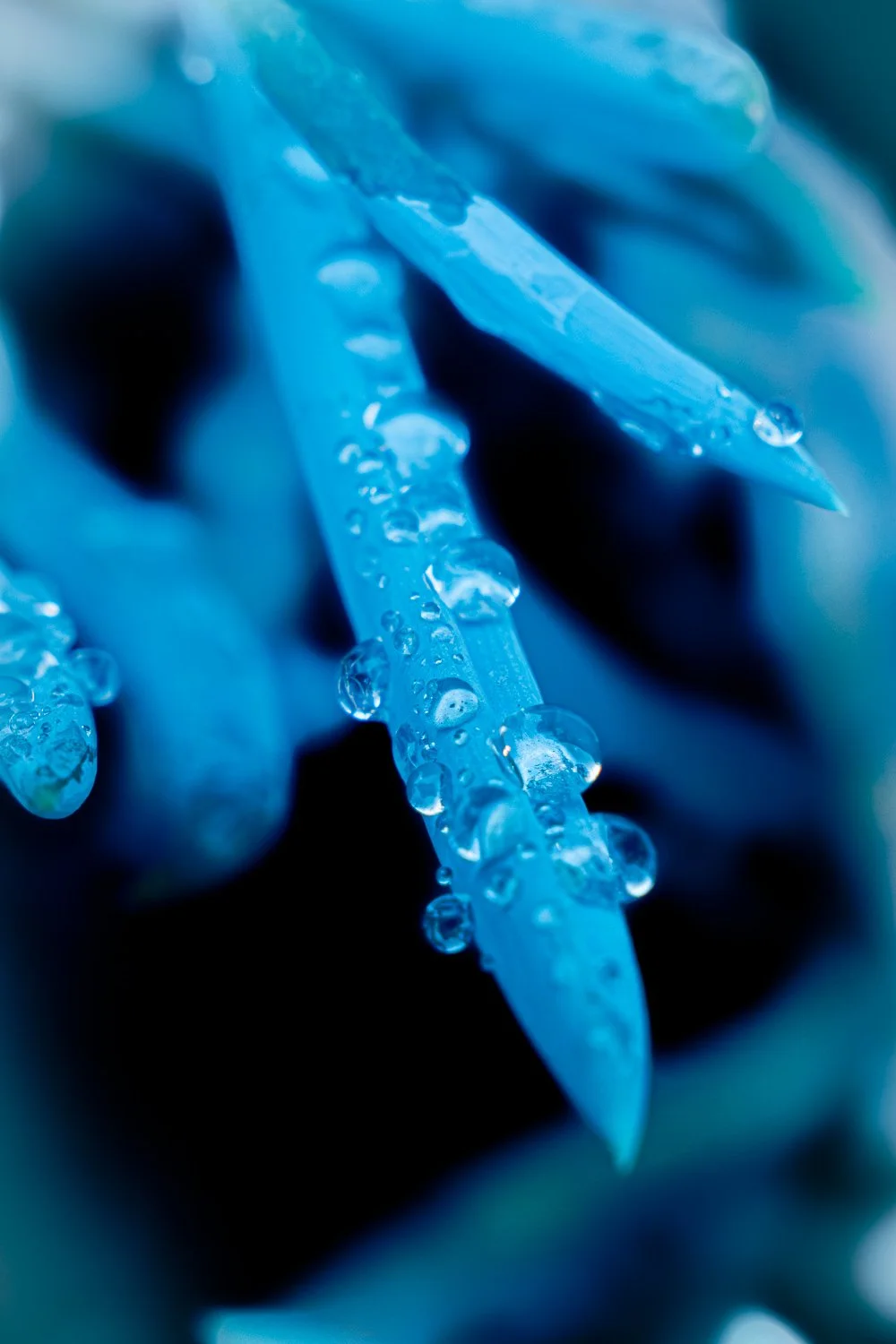 closeup-4.jpg