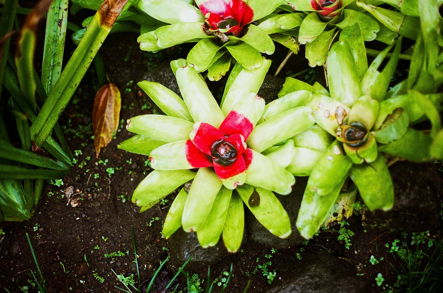 costa rica-49.jpg