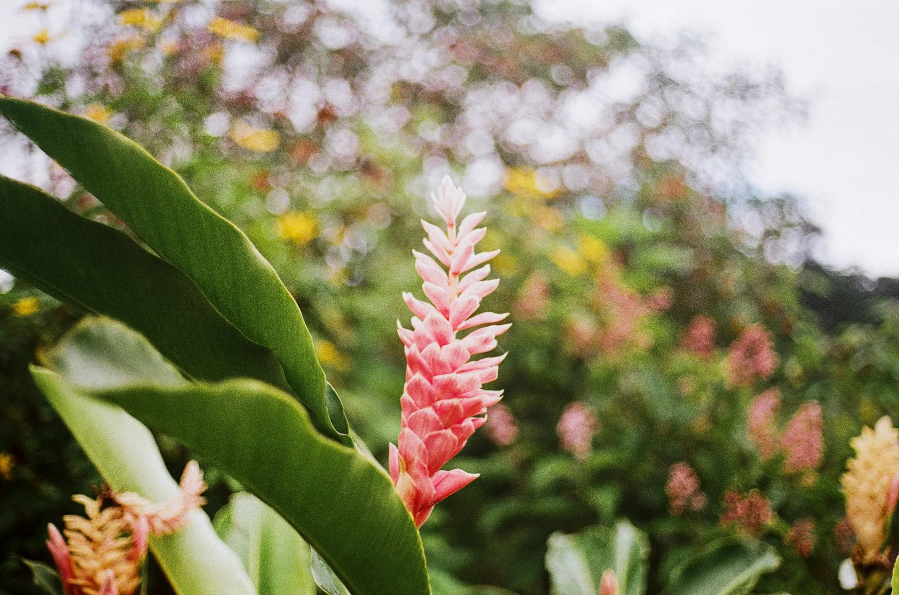 costa rica-12.jpg