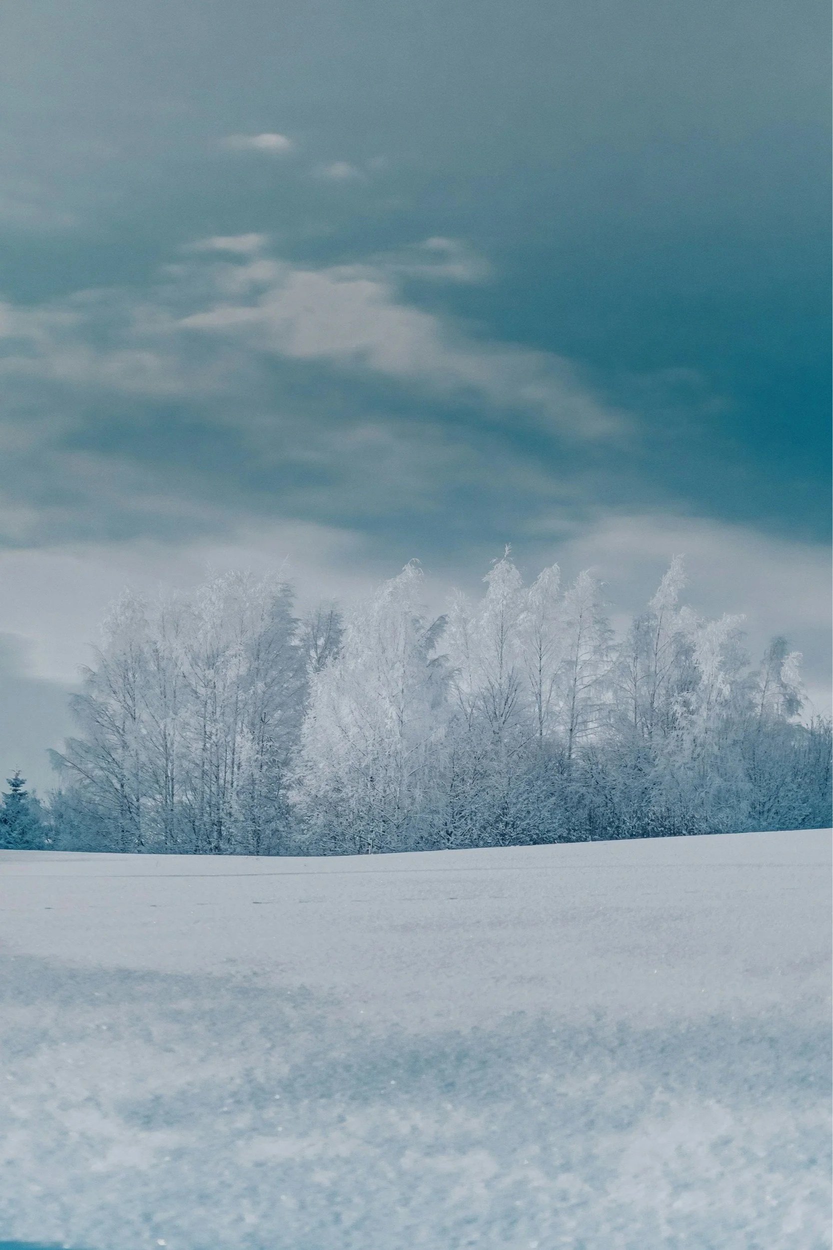 Snow-covered field with frosted trees under a cloudy sky.