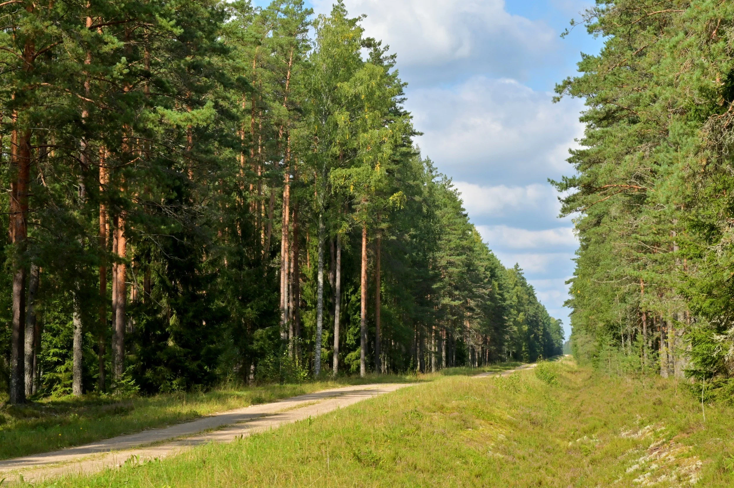 A scenic view of a dirt road through a forested area with tall pine trees on either side and a partly cloudy sky above.