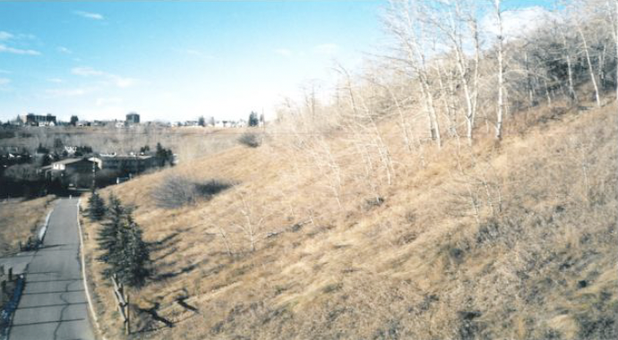 A hilly landscape with dry grass and leafless trees on the slope, with a residential area and a clear blue sky in the background.