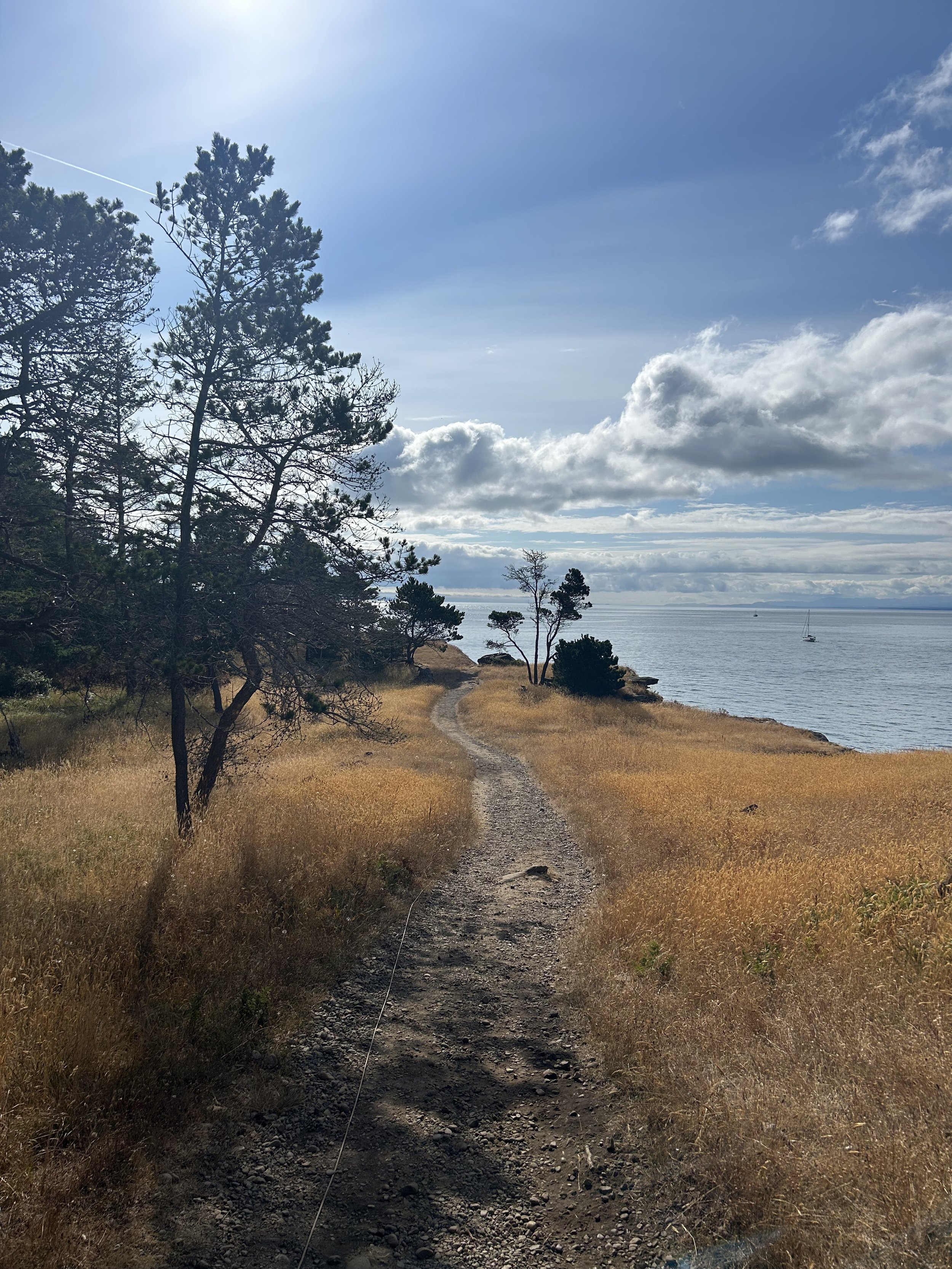 A coastal trail with a dirt path running through dry grass, tall pine trees on the left, and a view of the ocean with a sailboat in the distance under partly cloudy skies.