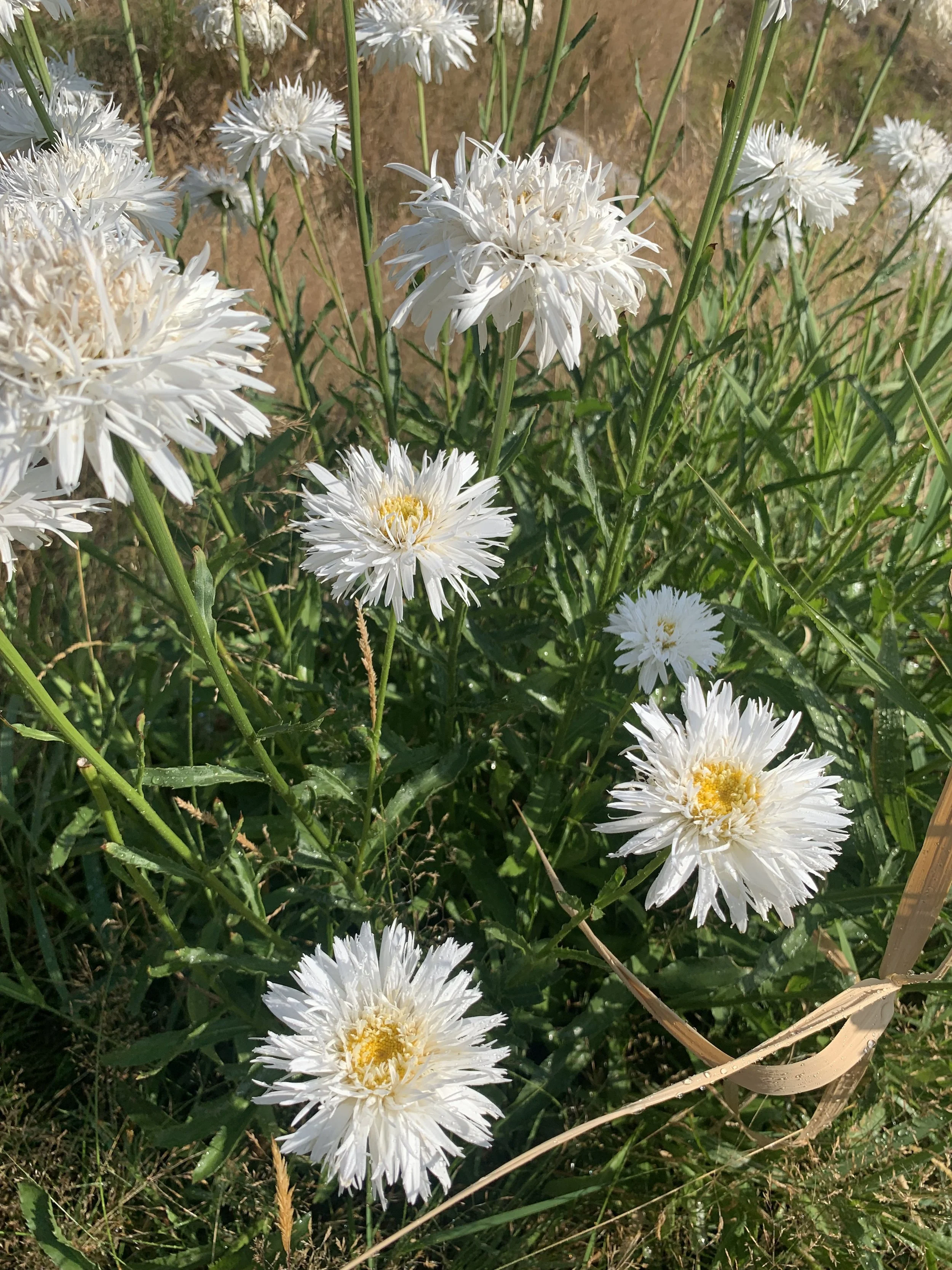 White flowers with yellow centers growing among green grass and plants.