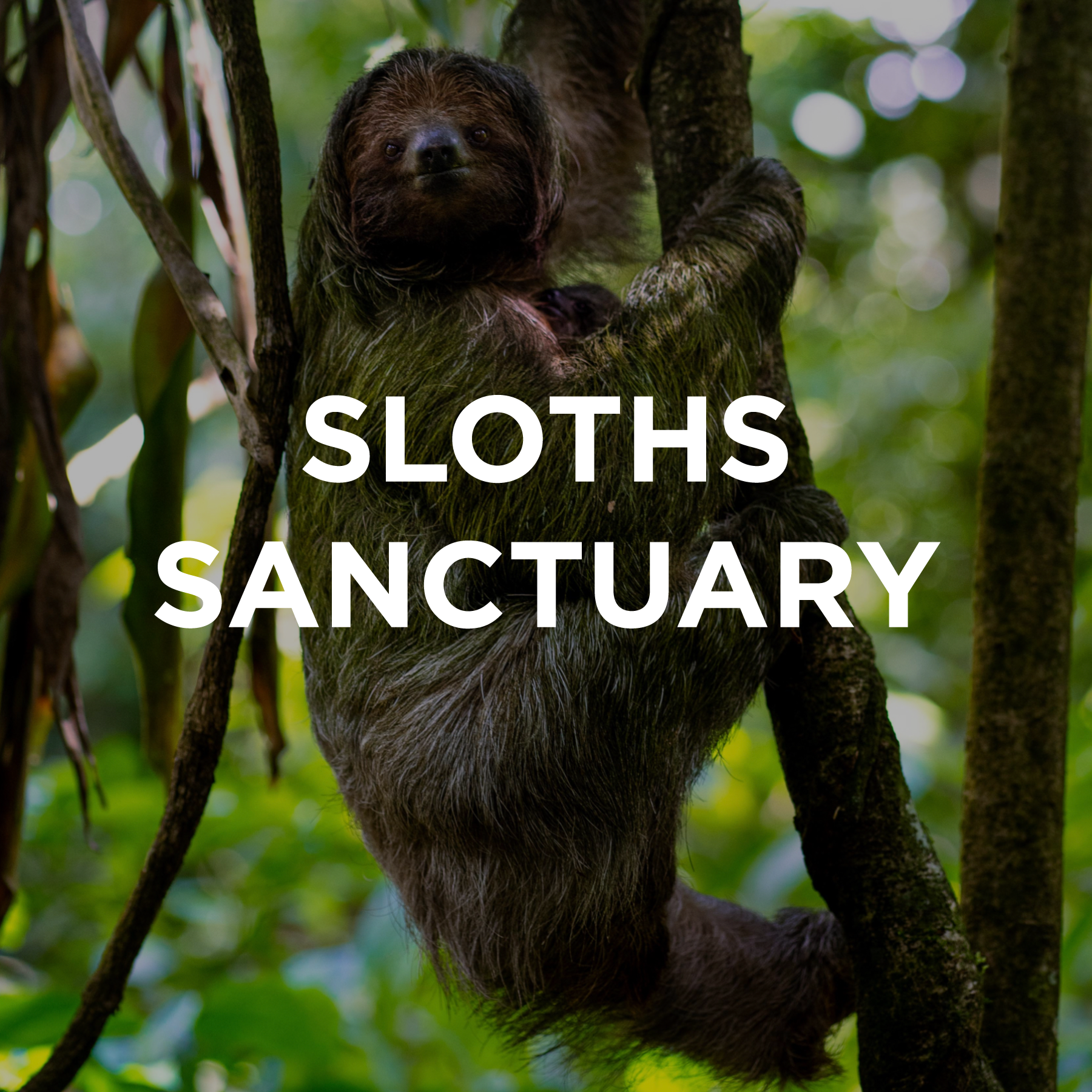SLOTHS.png