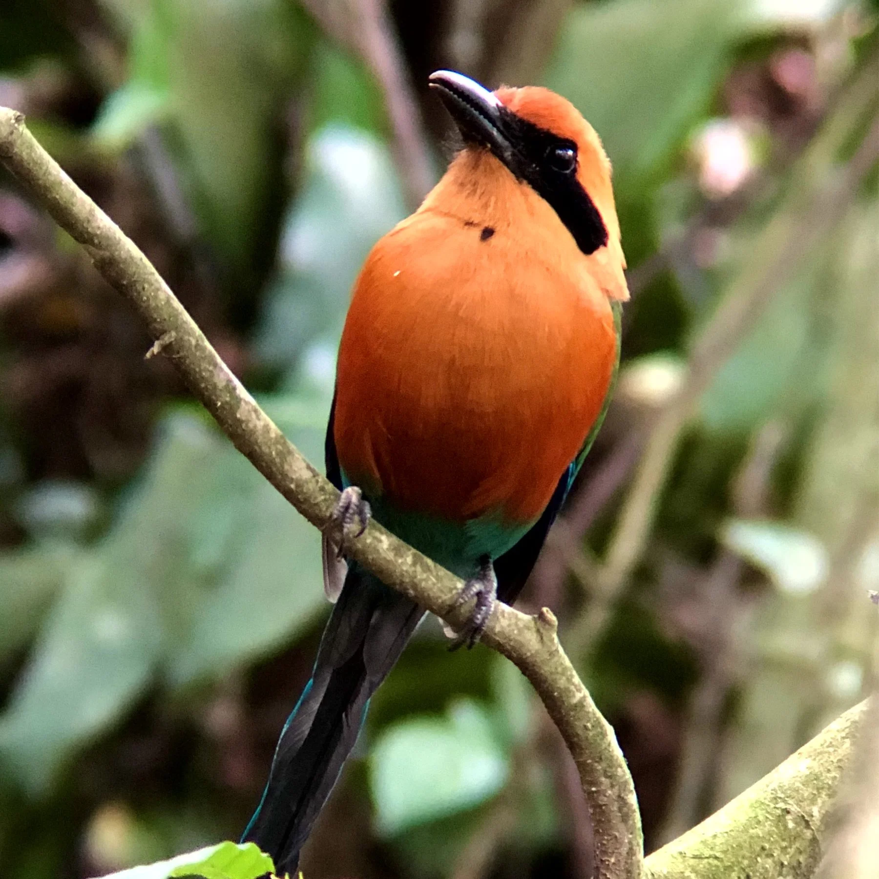 Copia de RIO CELESTE_SLOTH SANCTUARY_EXOTIC BIRD.jpeg