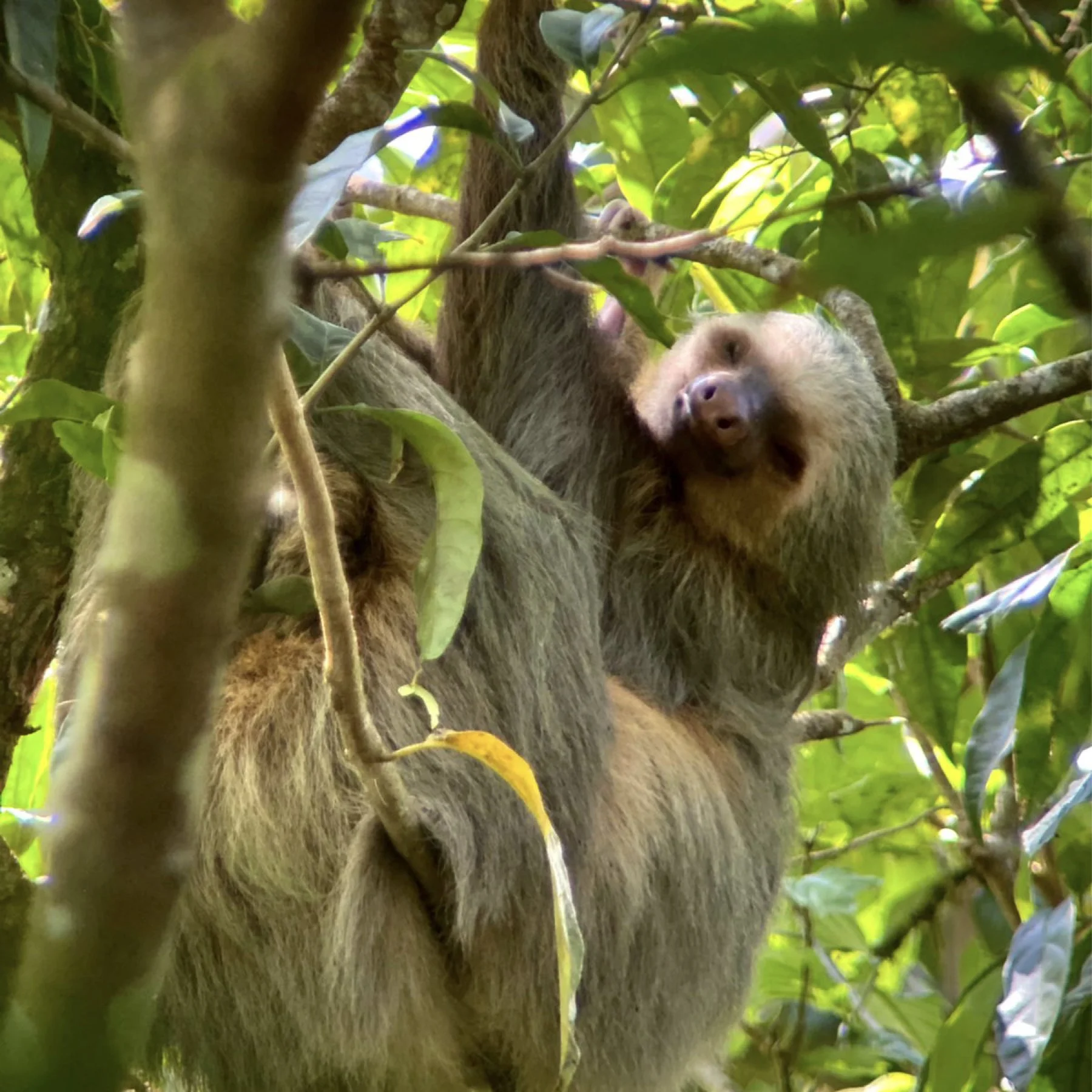SLCR - WEB - SLOTHS SANCTUARY - FOTOS TOUR.001.jpeg