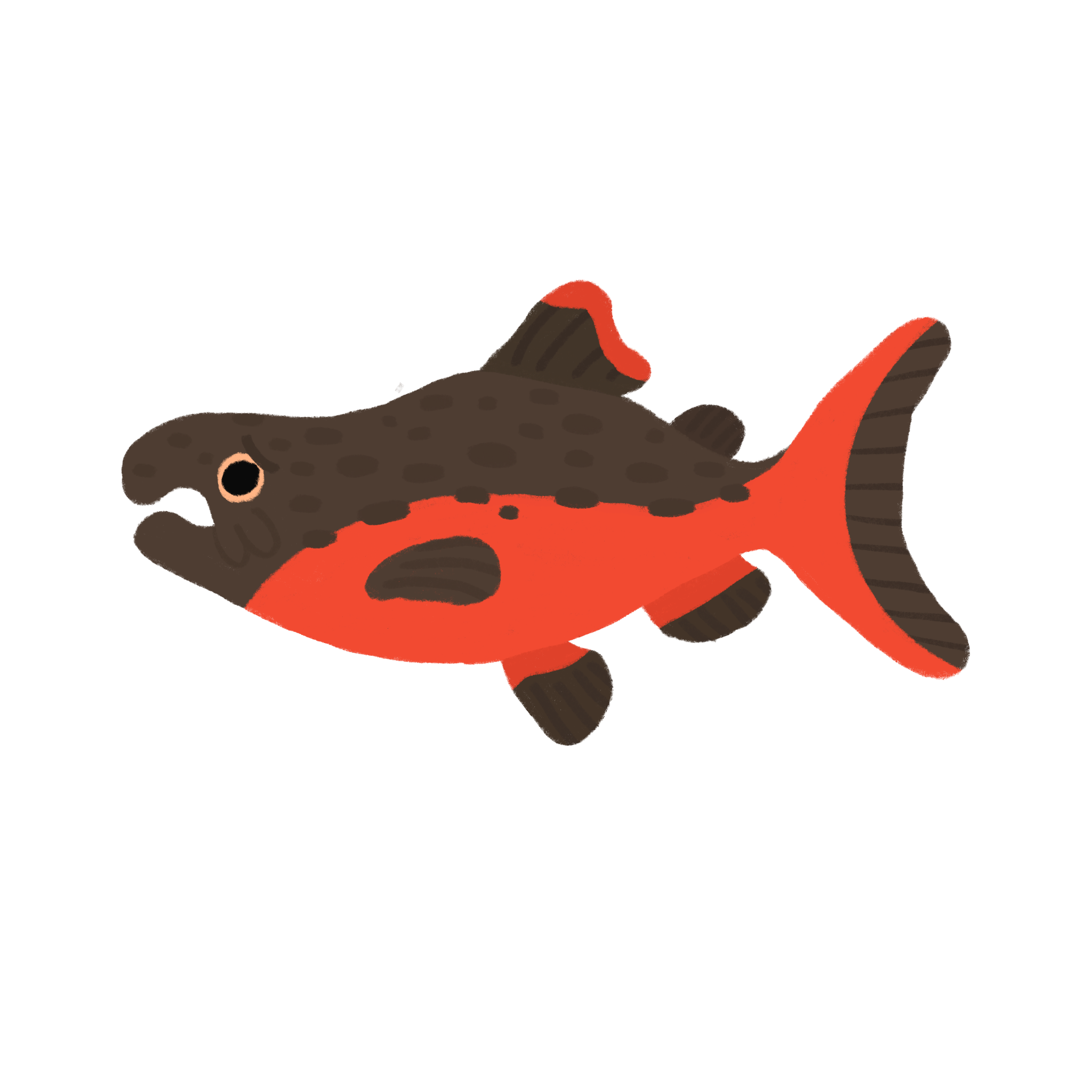 Chinook_Salmon 2 copy.png