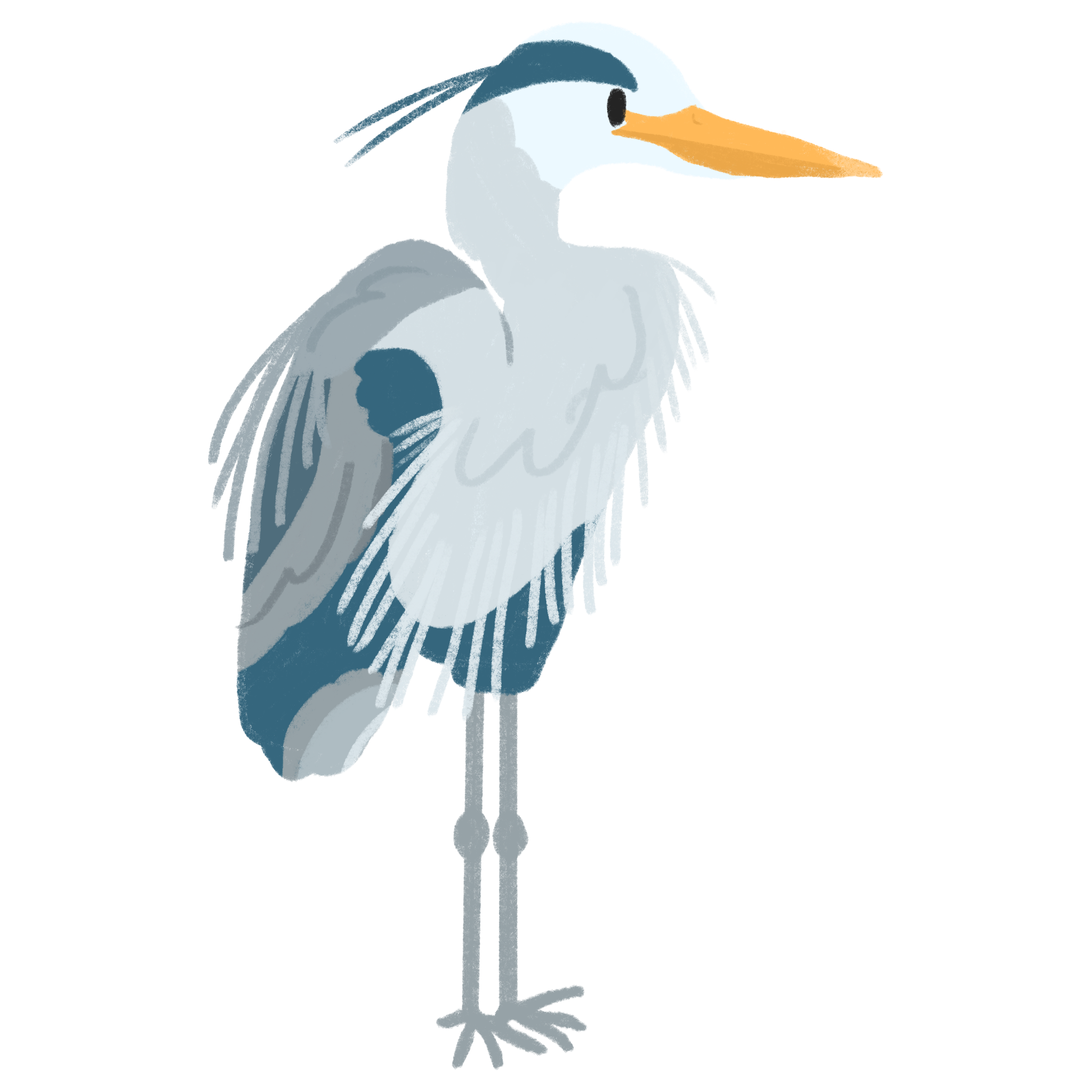 Pacific_Great_Blue_Heron copy.png