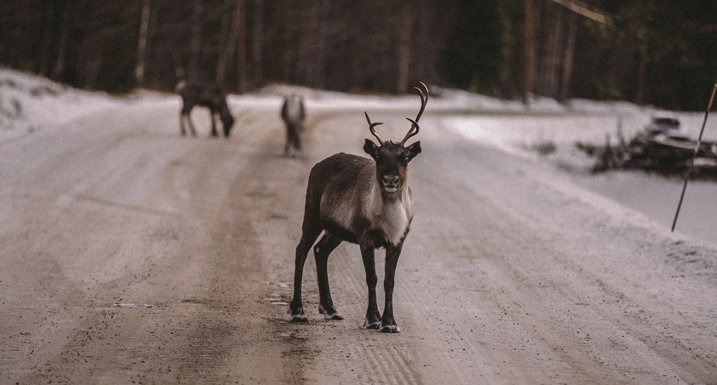 reindeer-on-the-road-sweden_23546170323_o.jpg