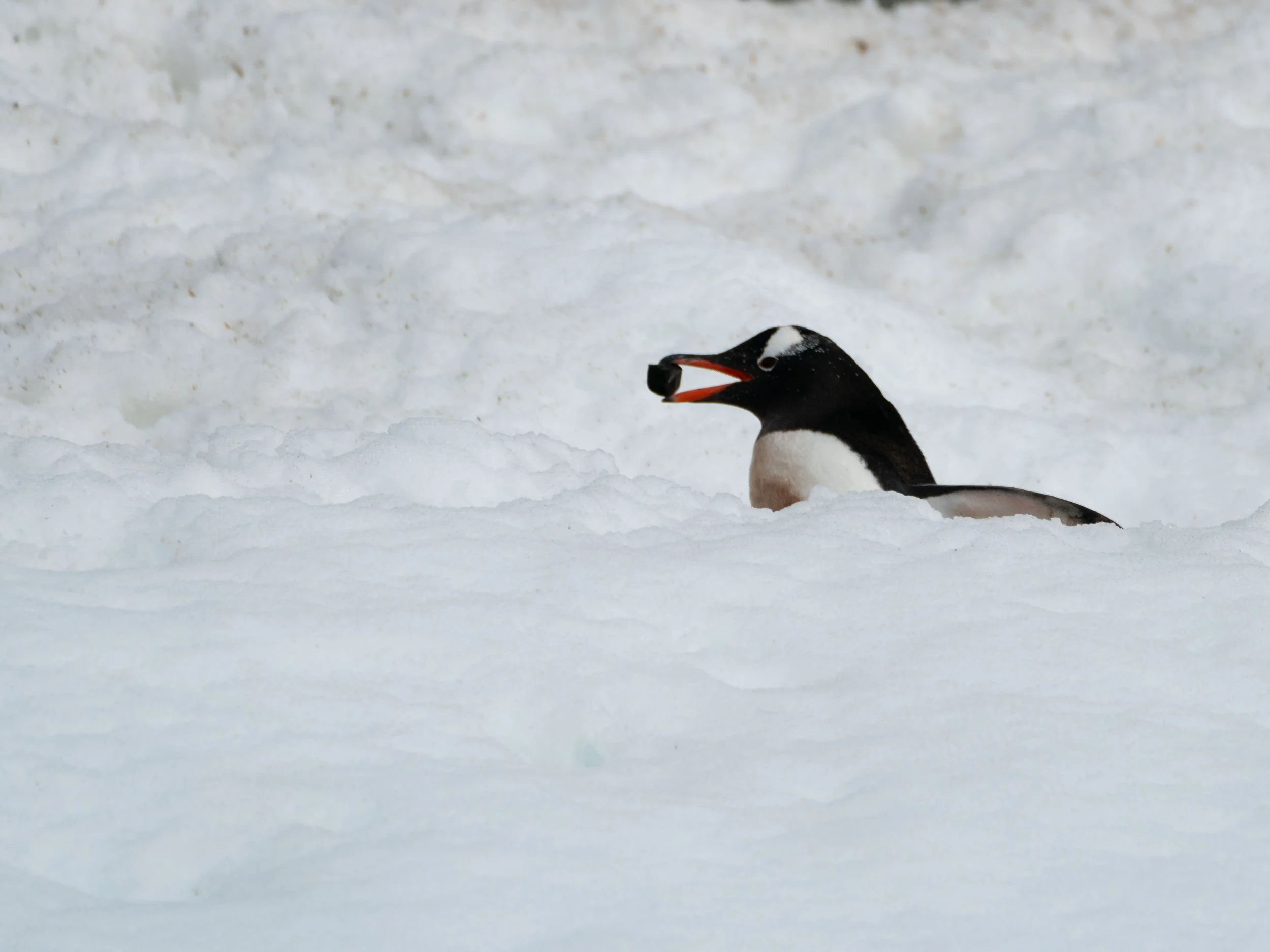 Antarctica - Reinier van Oorsouw (558).jpg