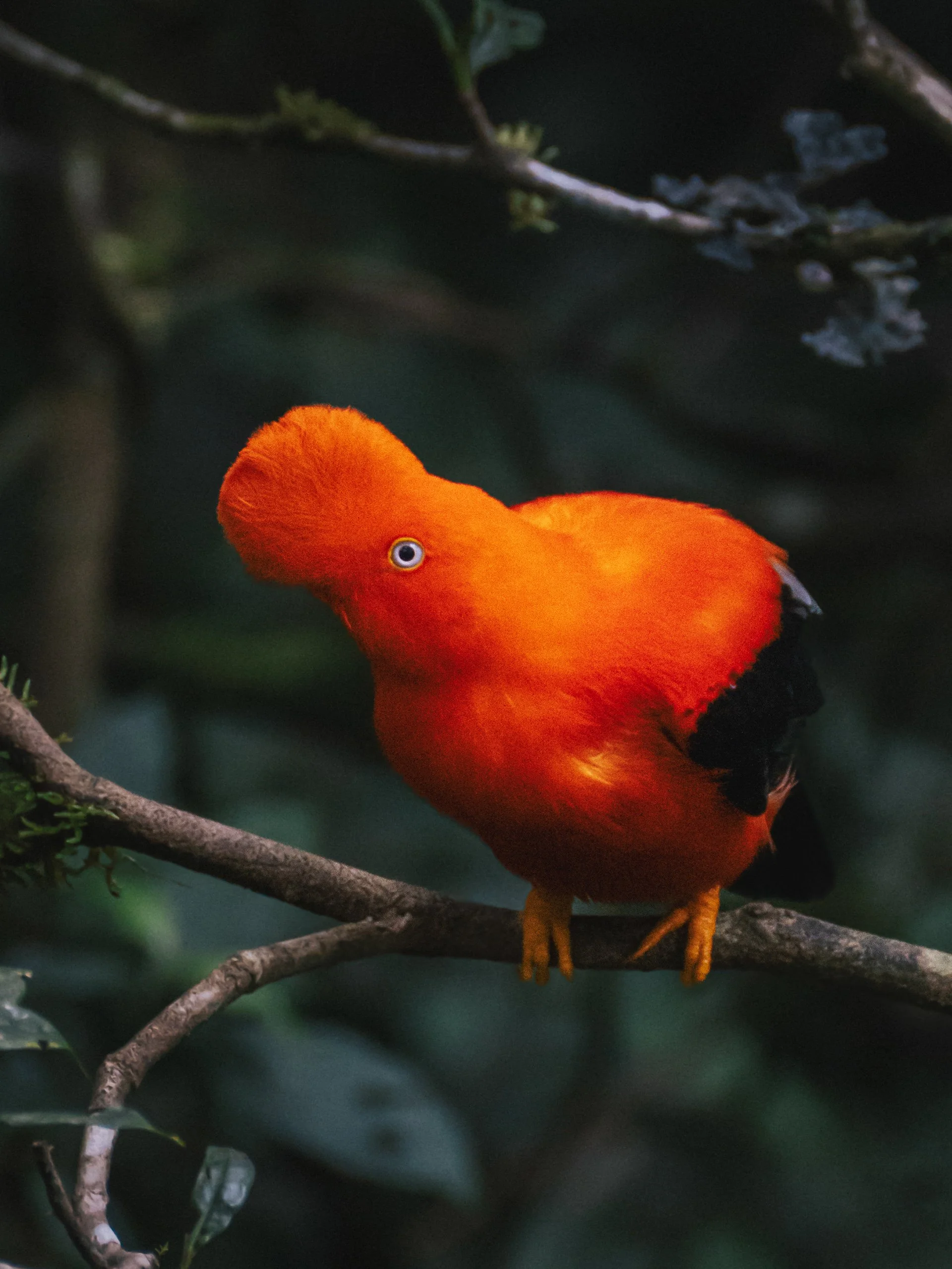 A bright orange bird with a large head and small body perched on a tree branch in a dark forest.
