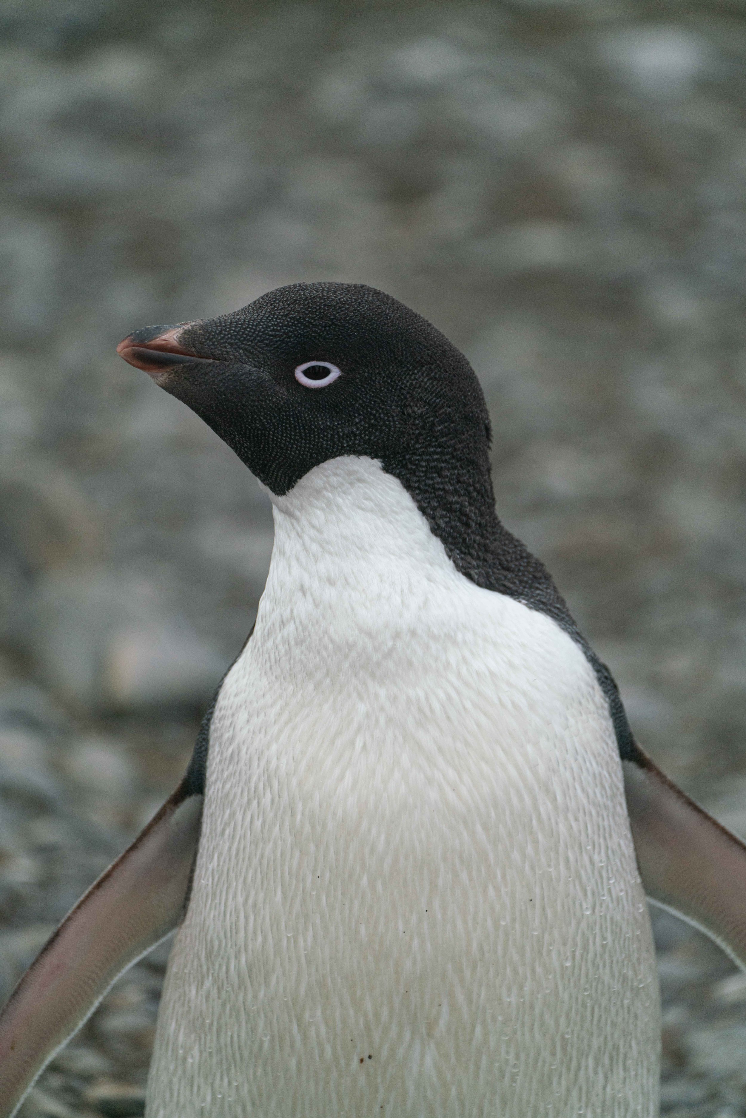 Antarctica - Reinier van Oorsouw (231).jpg