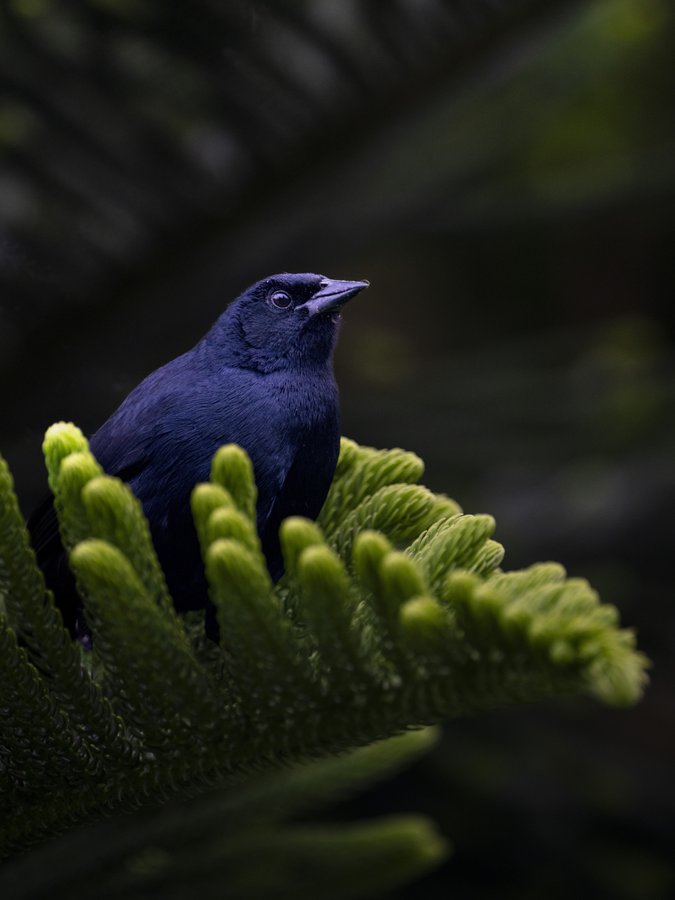 50ff7b54-4691-4f04-b8d0-737d8dcf12c9.png