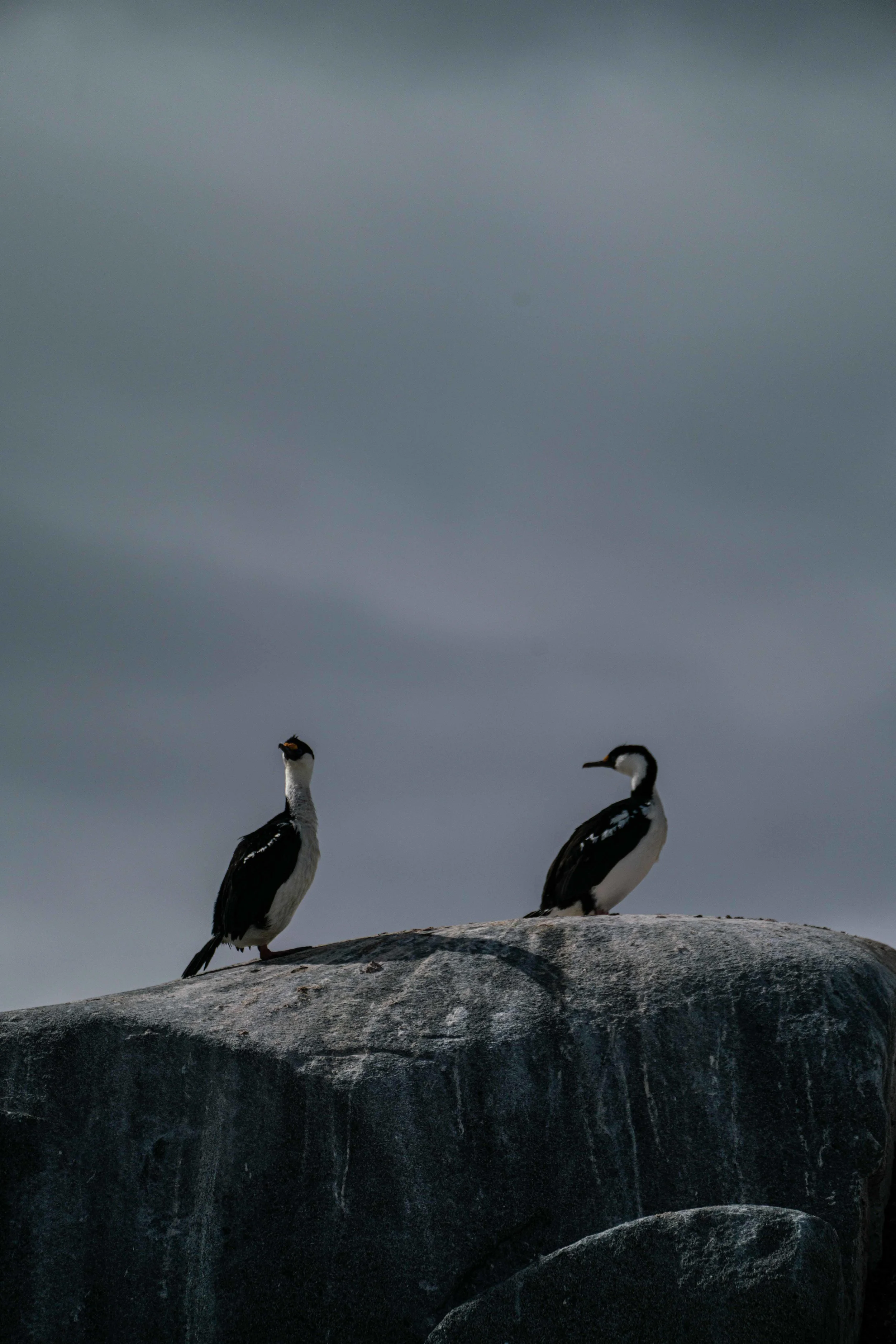 Antarctica - Reinier van Oorsouw (556).jpg