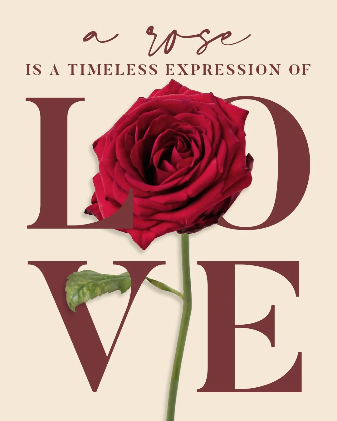 NL_Social_FEB_RoseDay_02.07.jpg