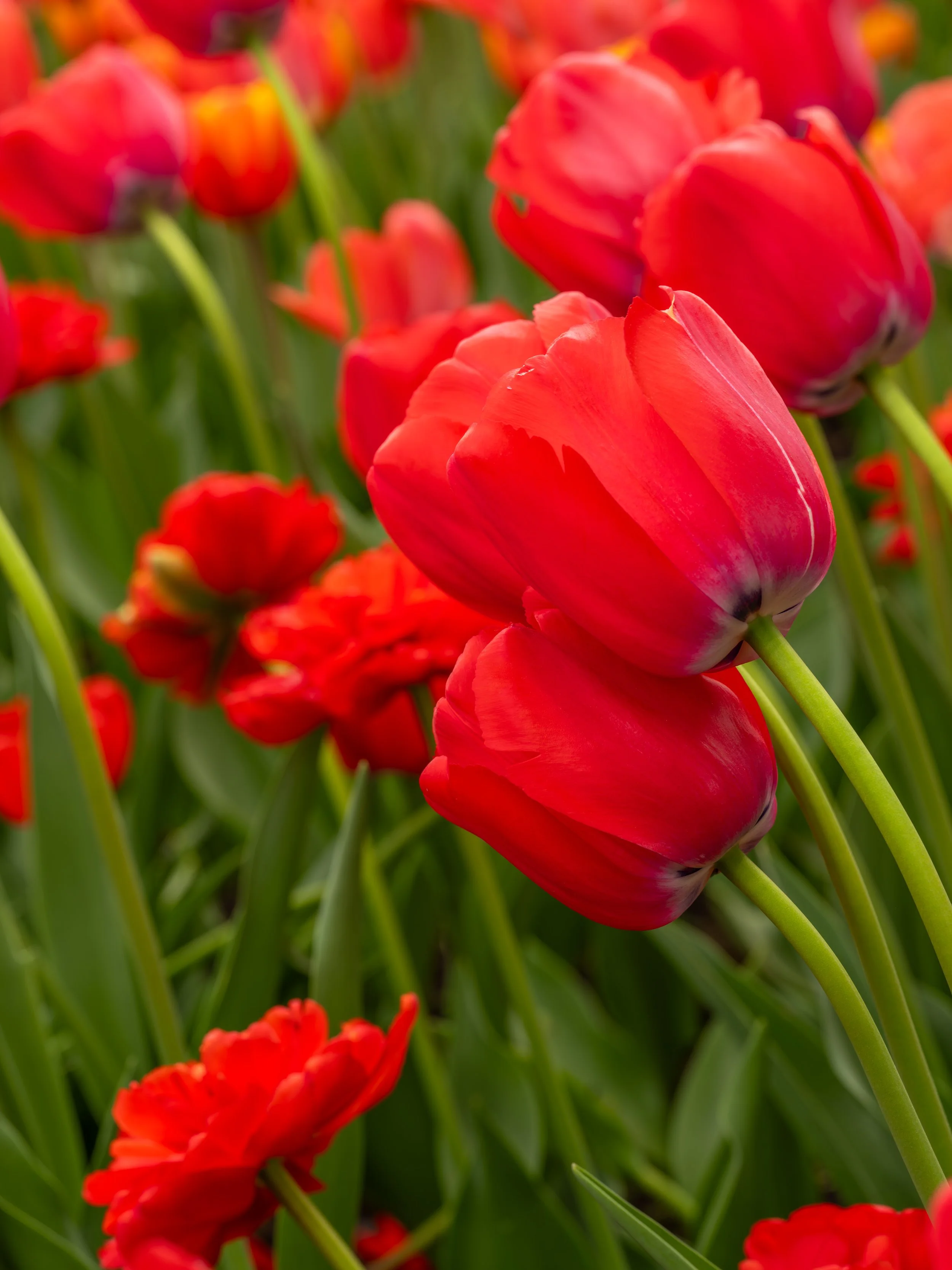 Ottawa Tulip Festival041.jpg