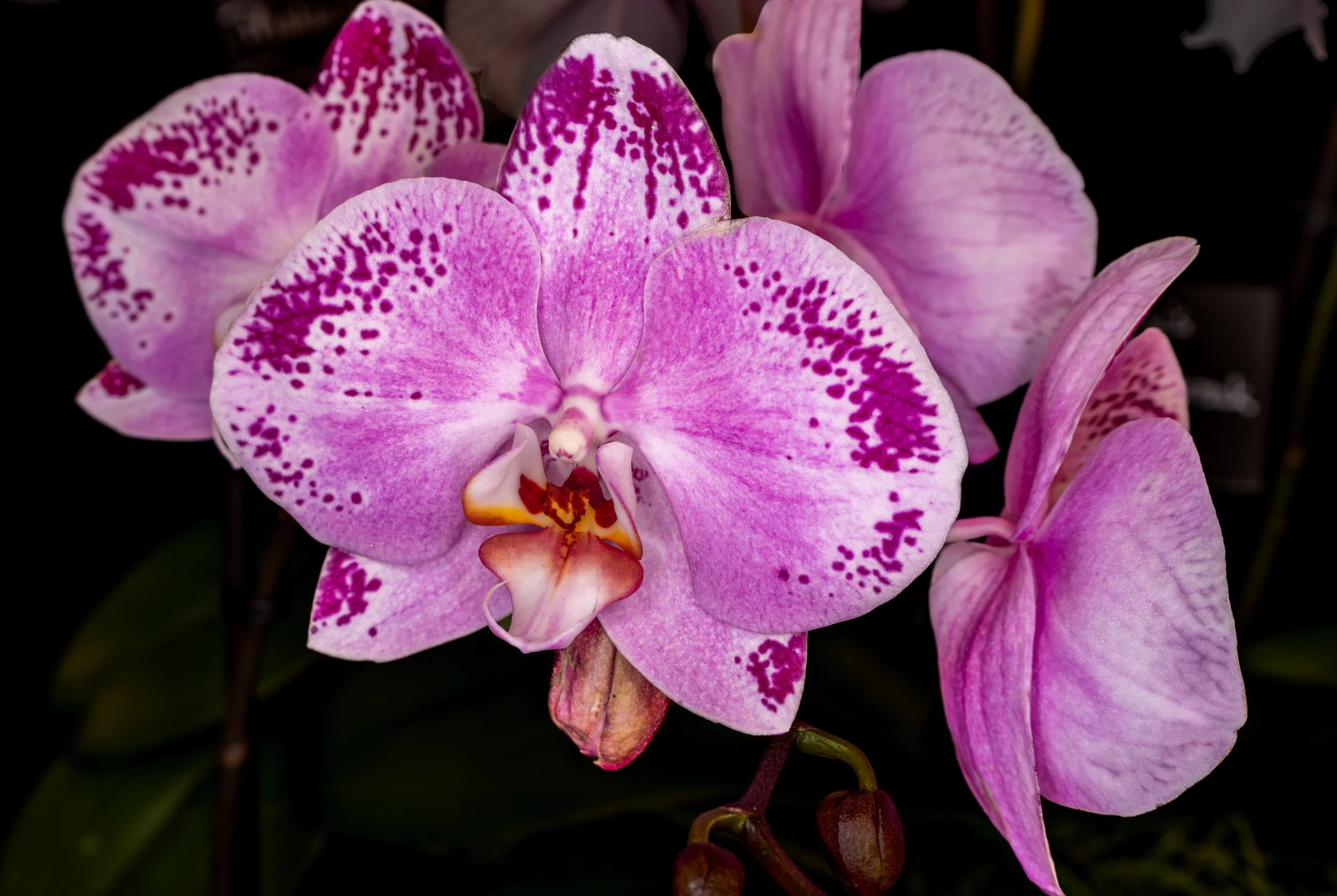 Orchids017.jpg