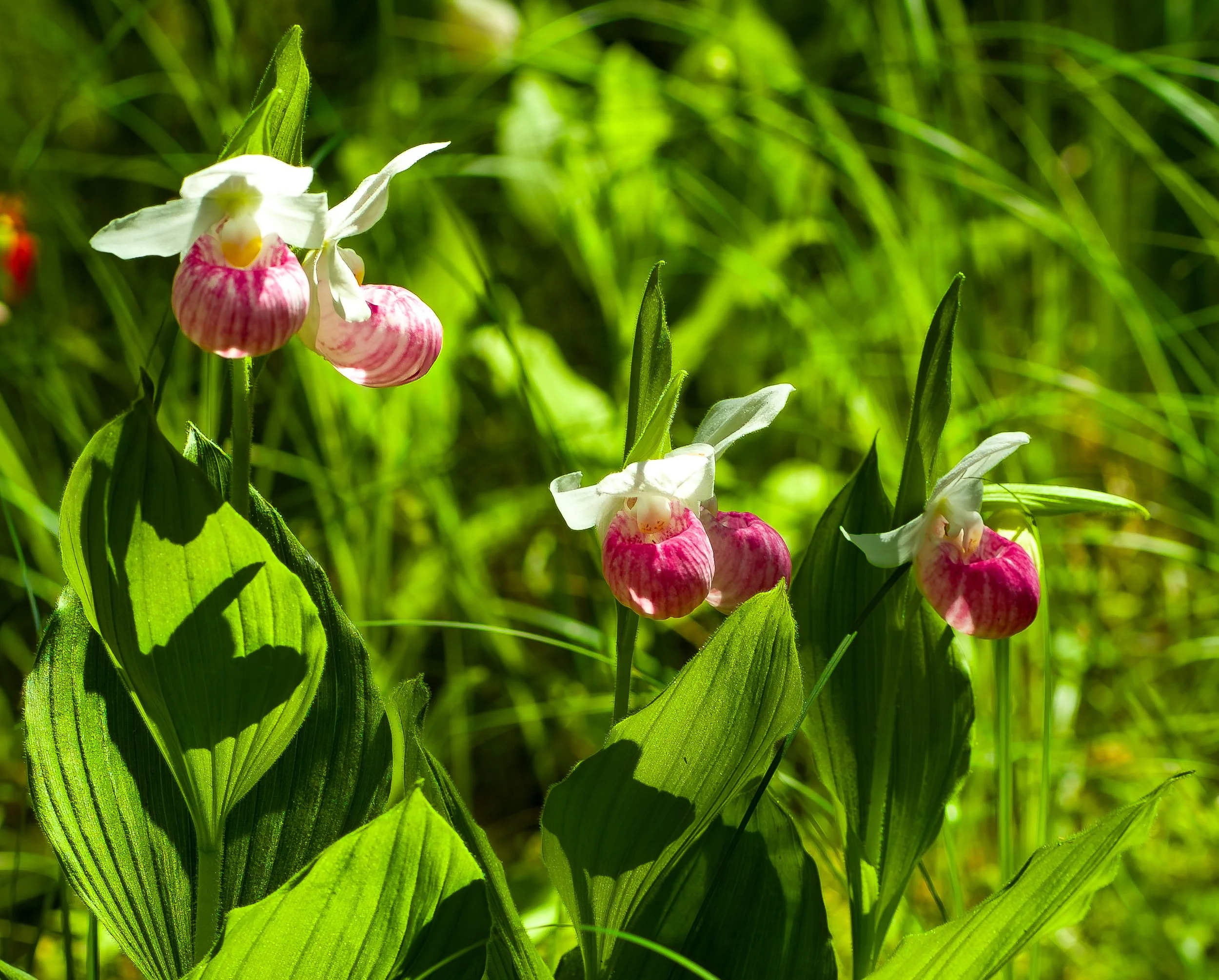 orchids037.jpg
