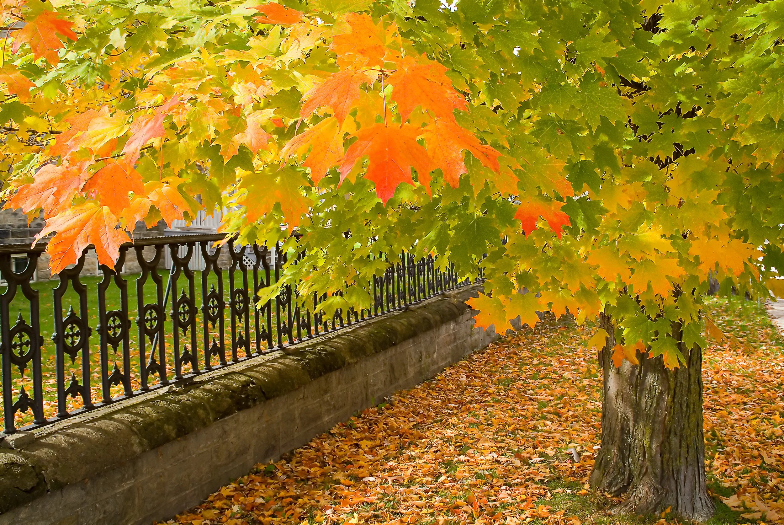 Stone fence and leaves.jpg