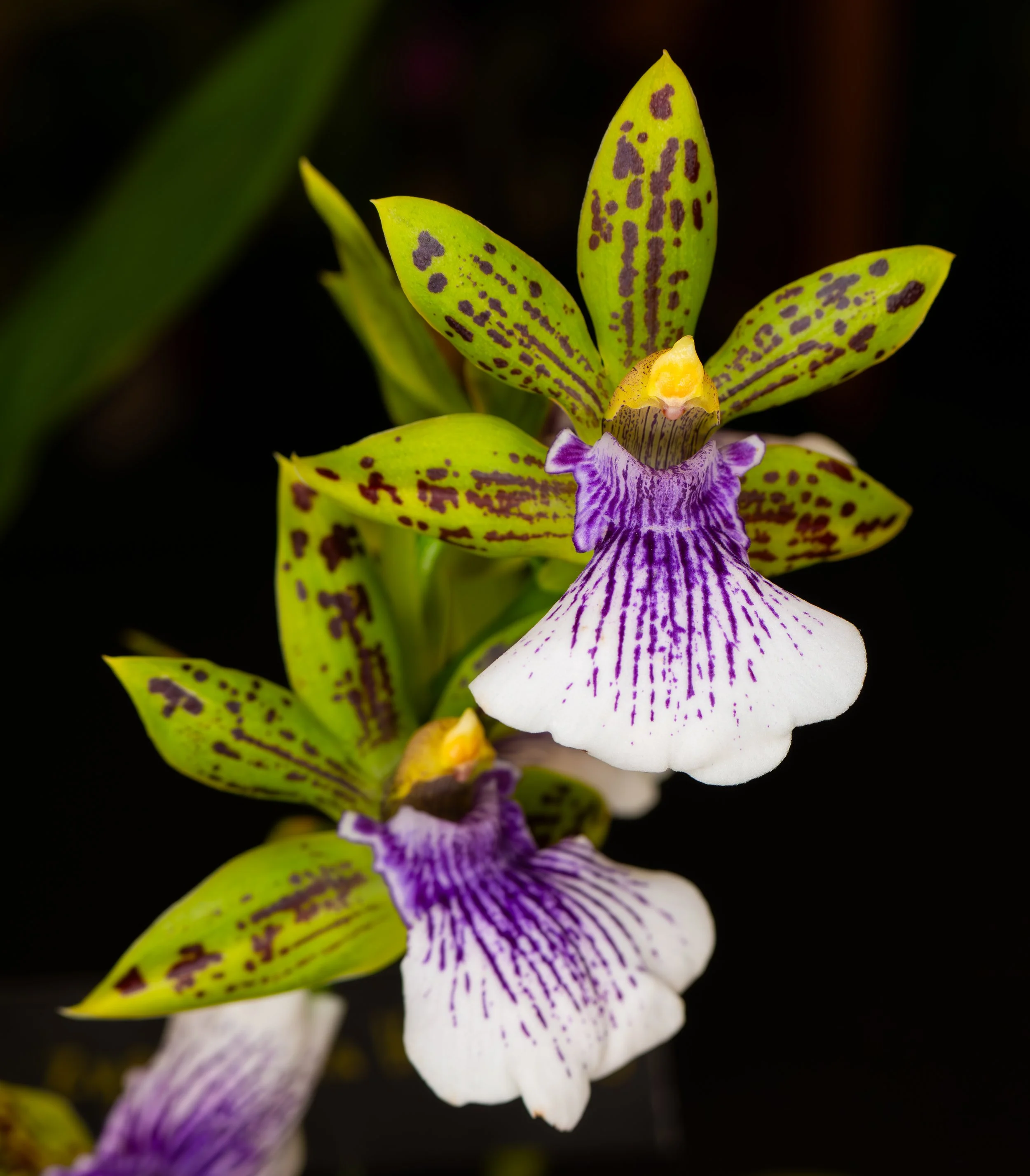 Orchids058.jpg