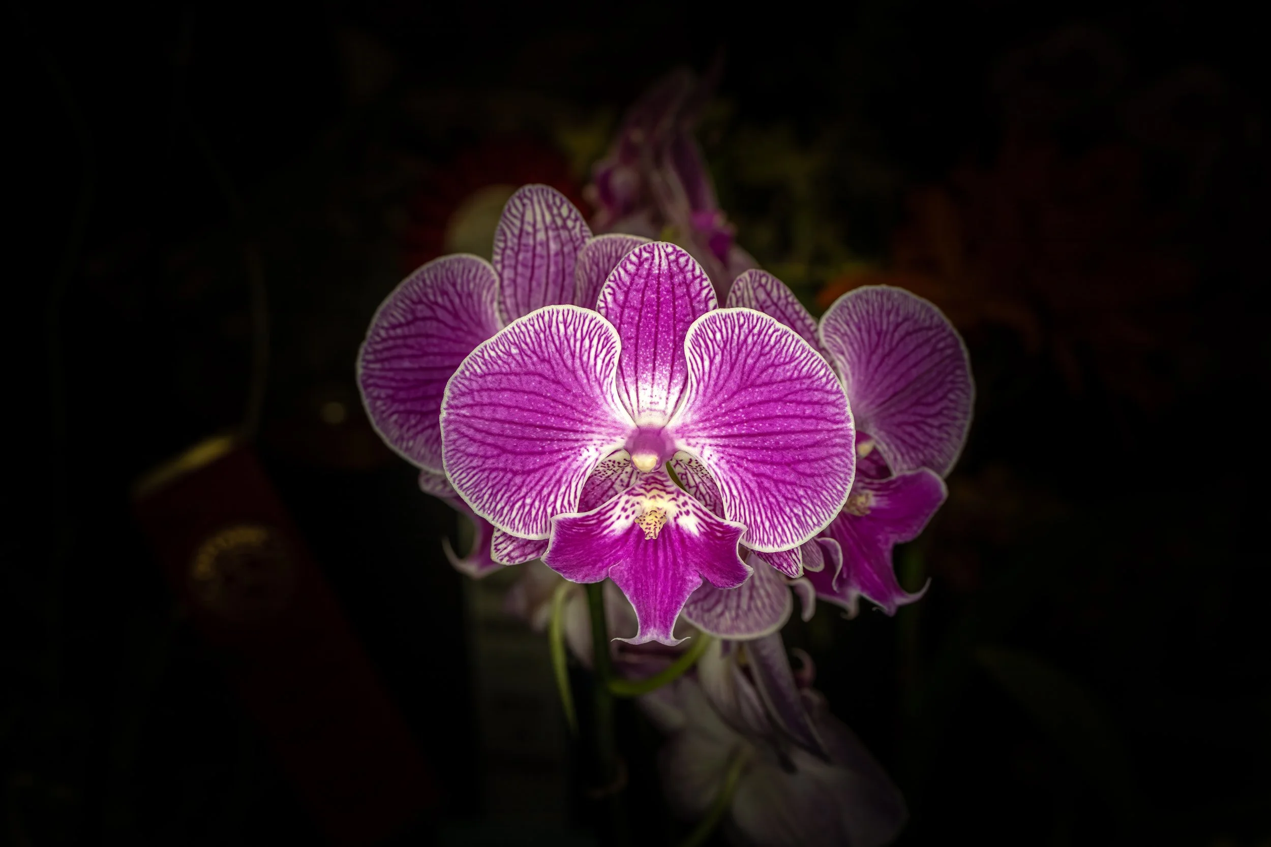 Orchids010.jpg