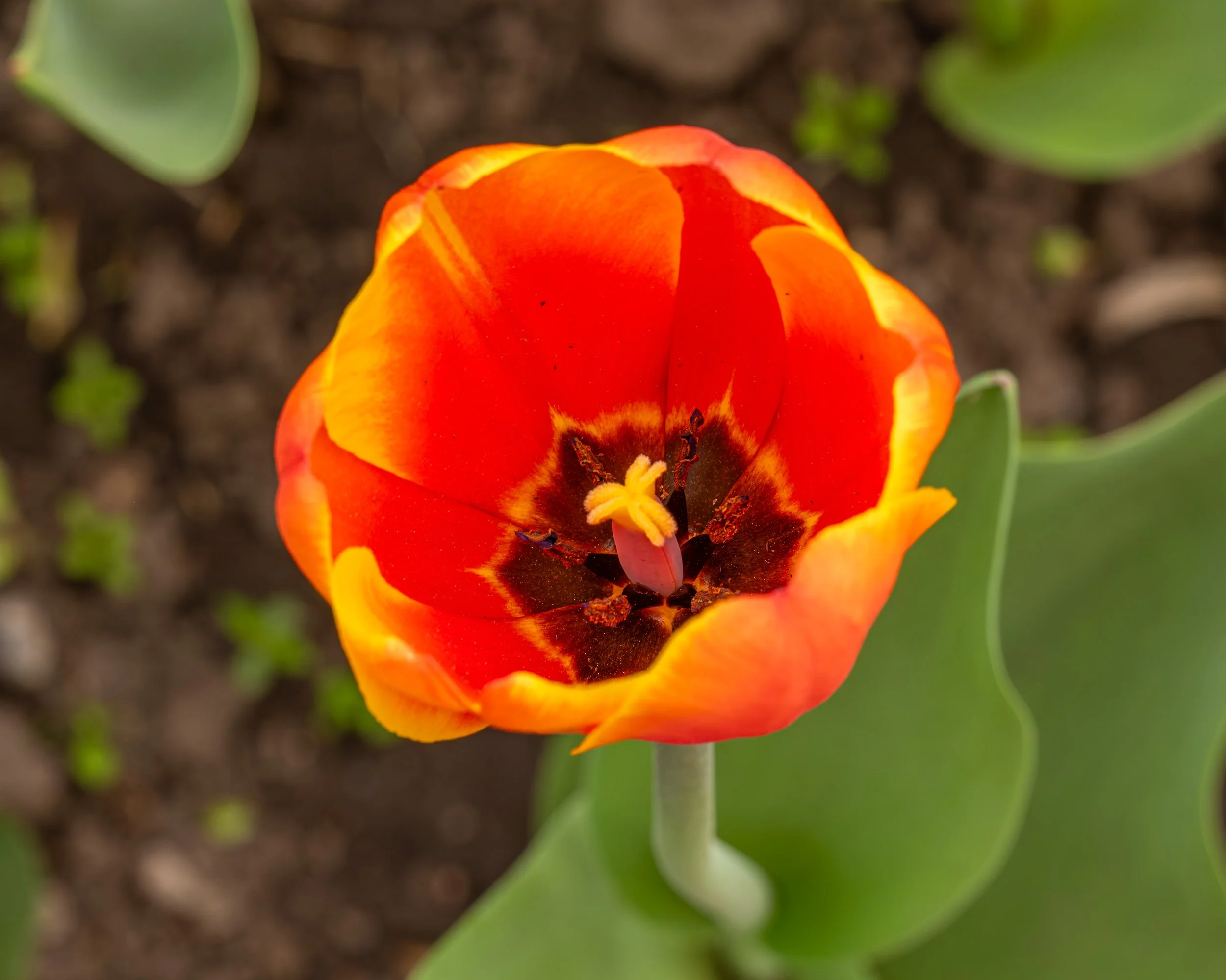 Ottawa Tulip Festival039.jpg