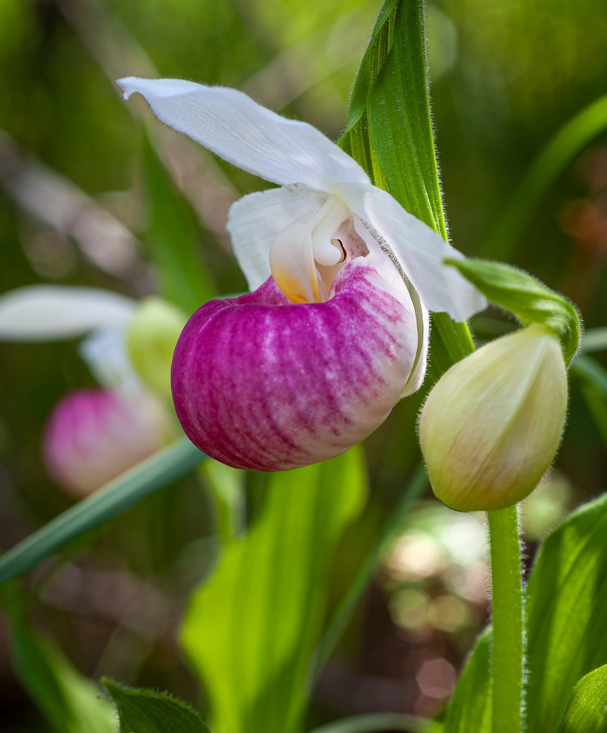 orchids063.jpg