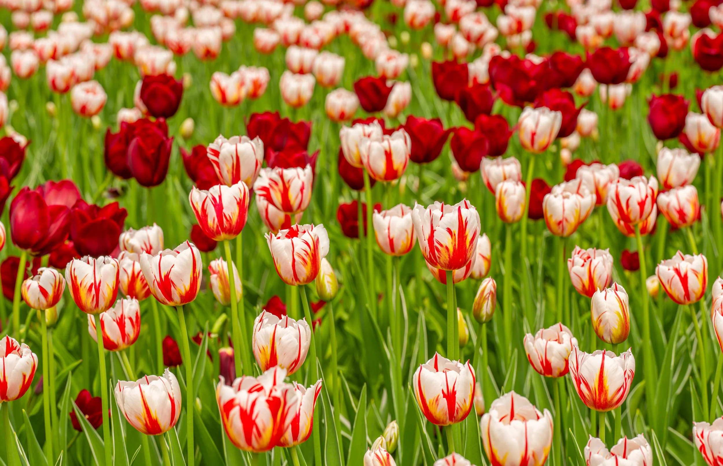 Ottawa Tulip Festival044.jpg