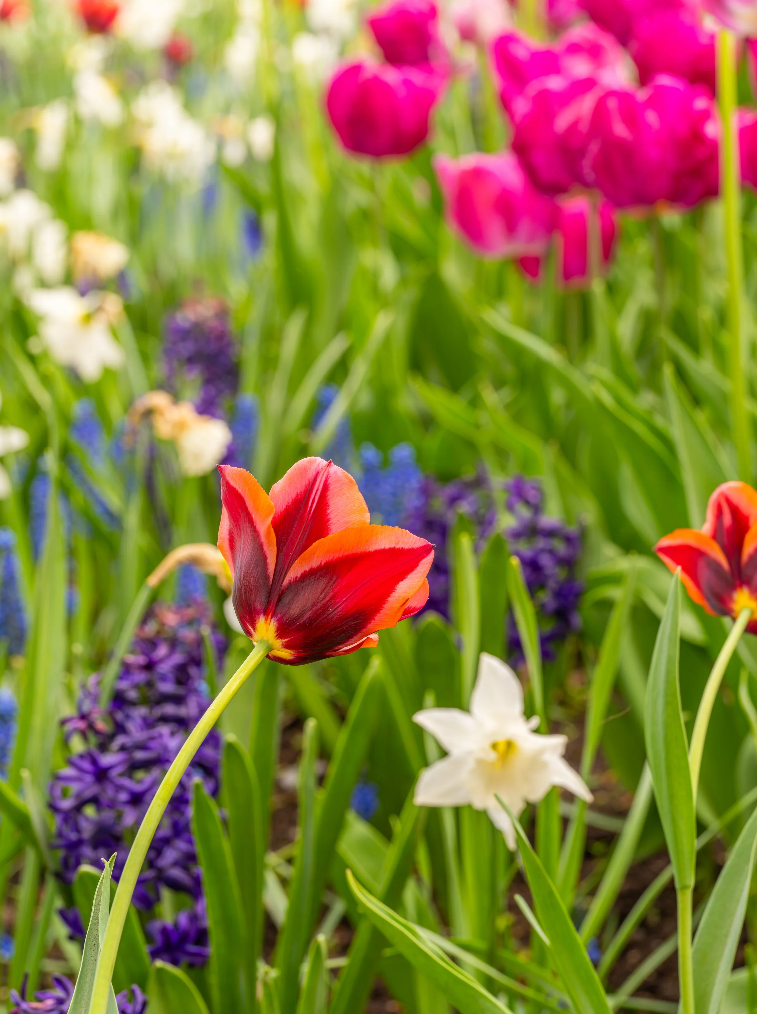 Ottawa Tulip Festival034.jpg