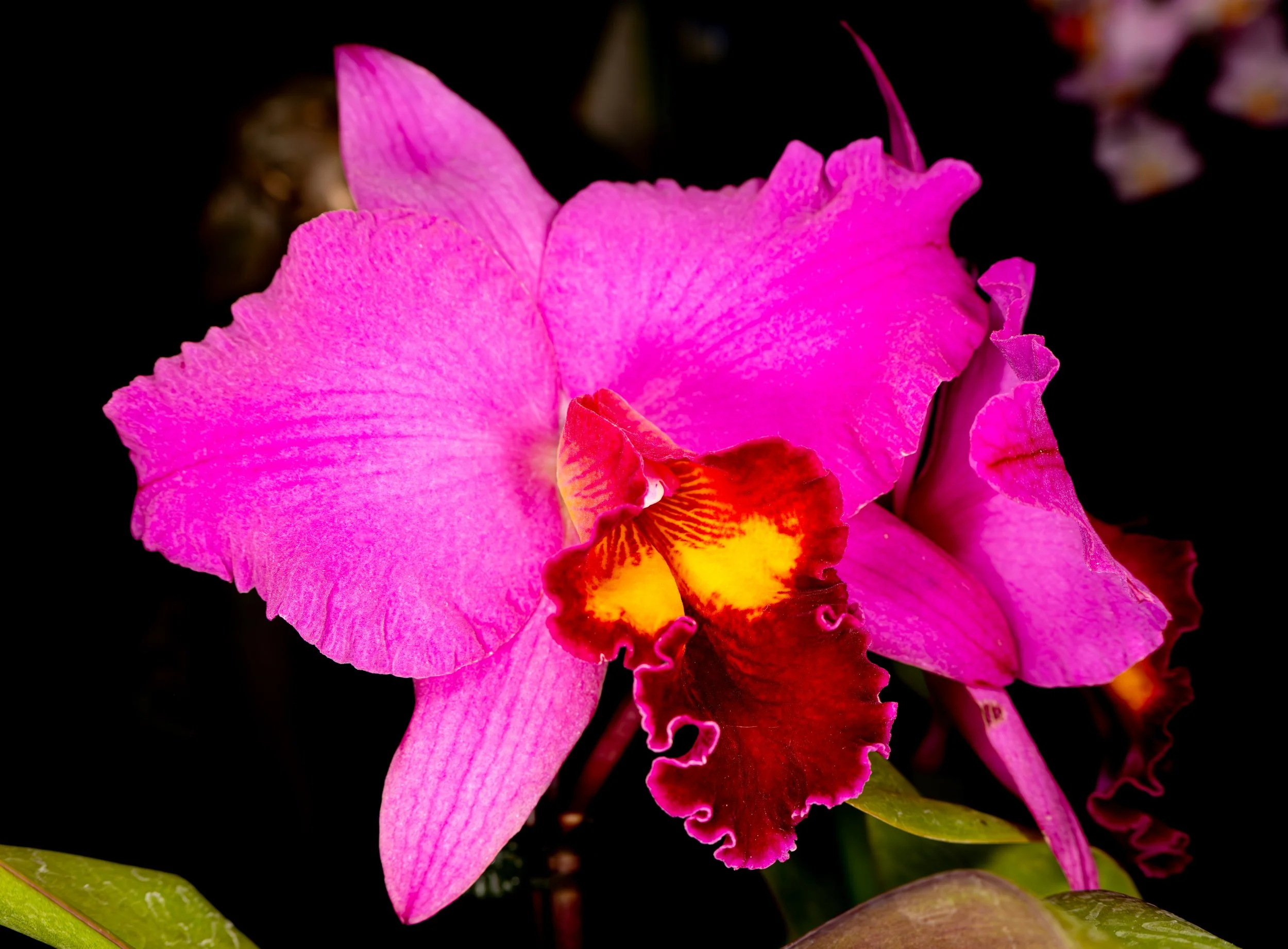 Orchids036.jpg