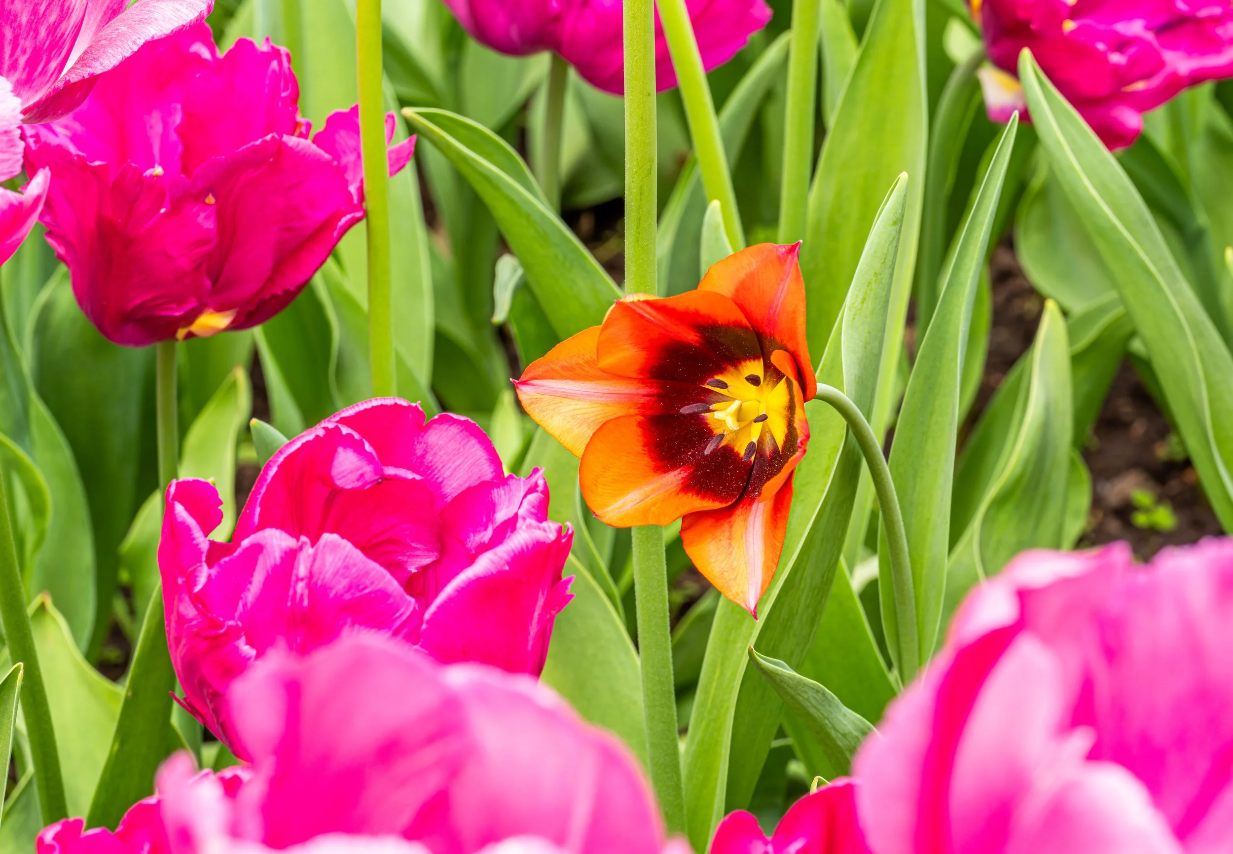 Ottawa Tulip Festival029.jpg