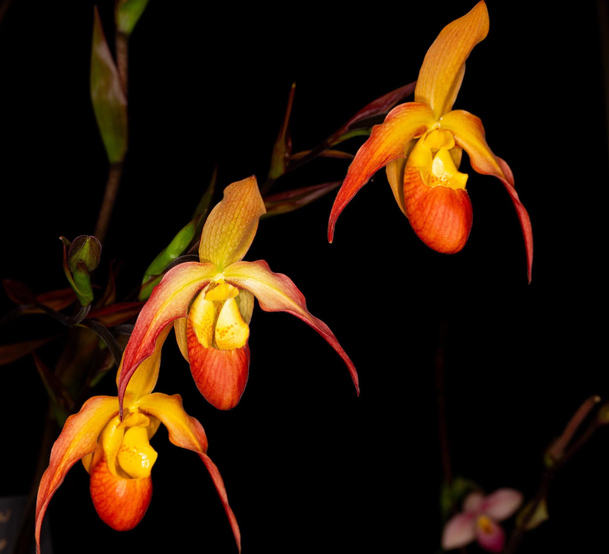 Orchids020.jpg