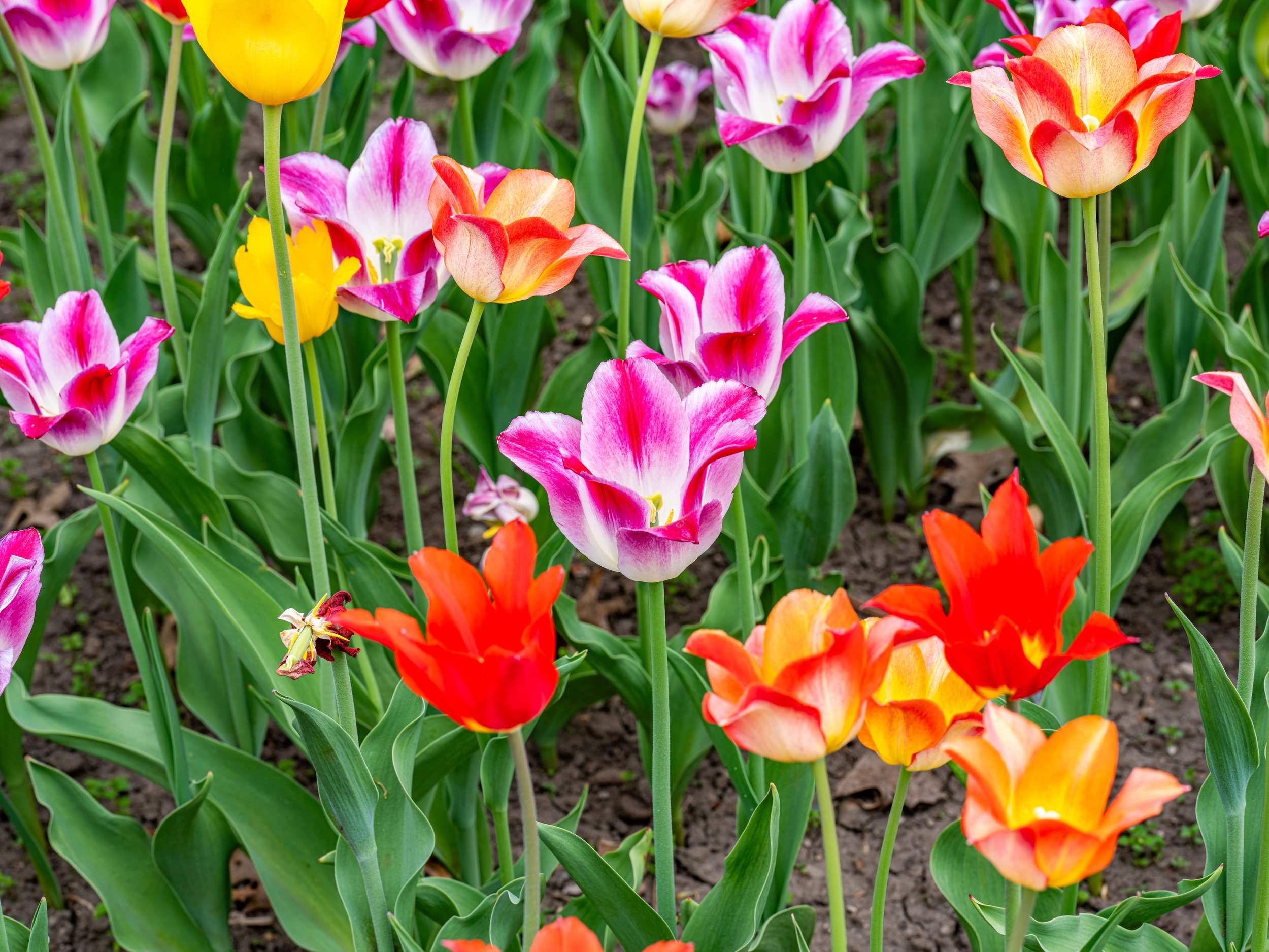 Ottawa Tulip Festival016.jpg