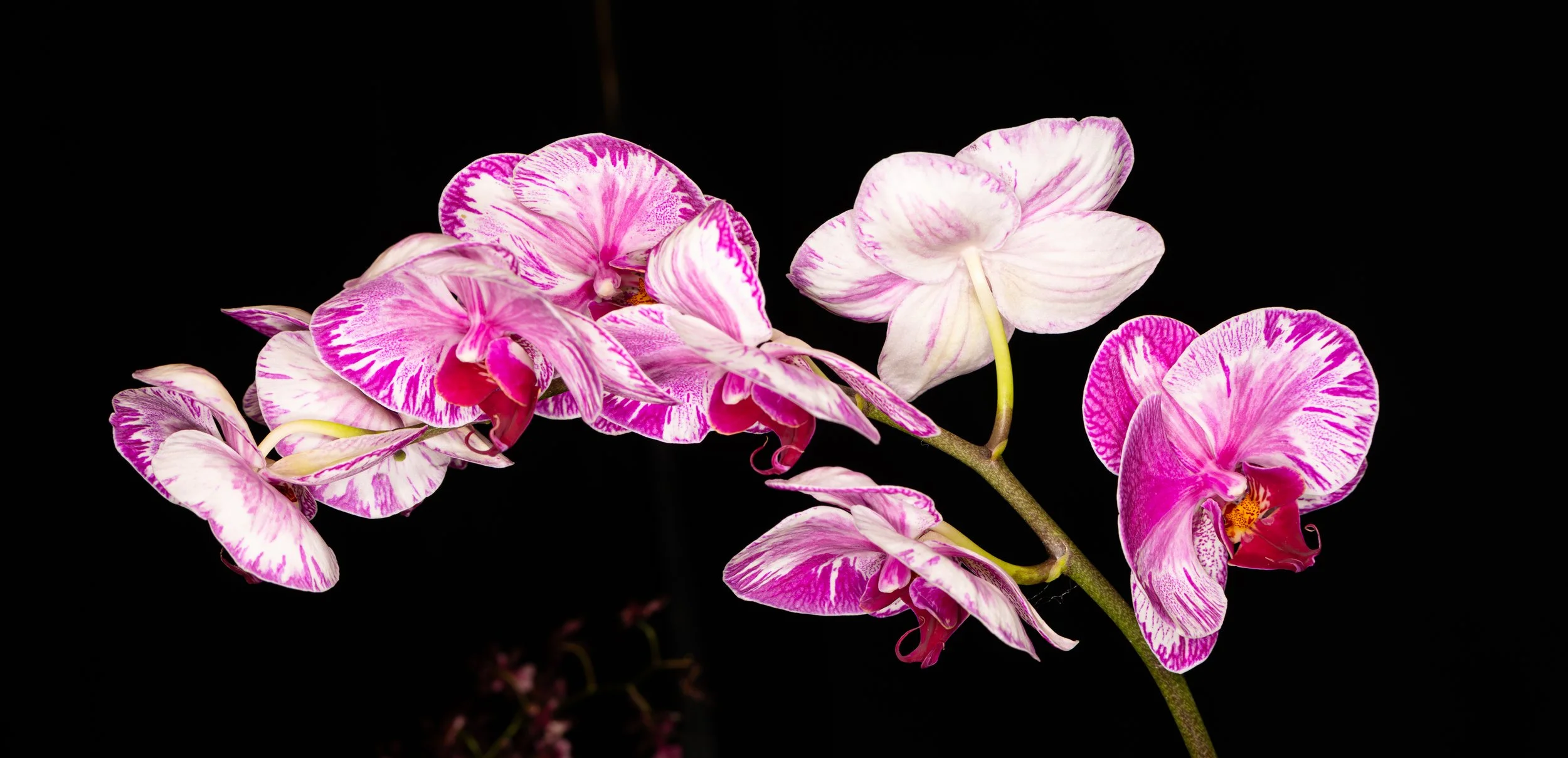 Orchids027.jpg