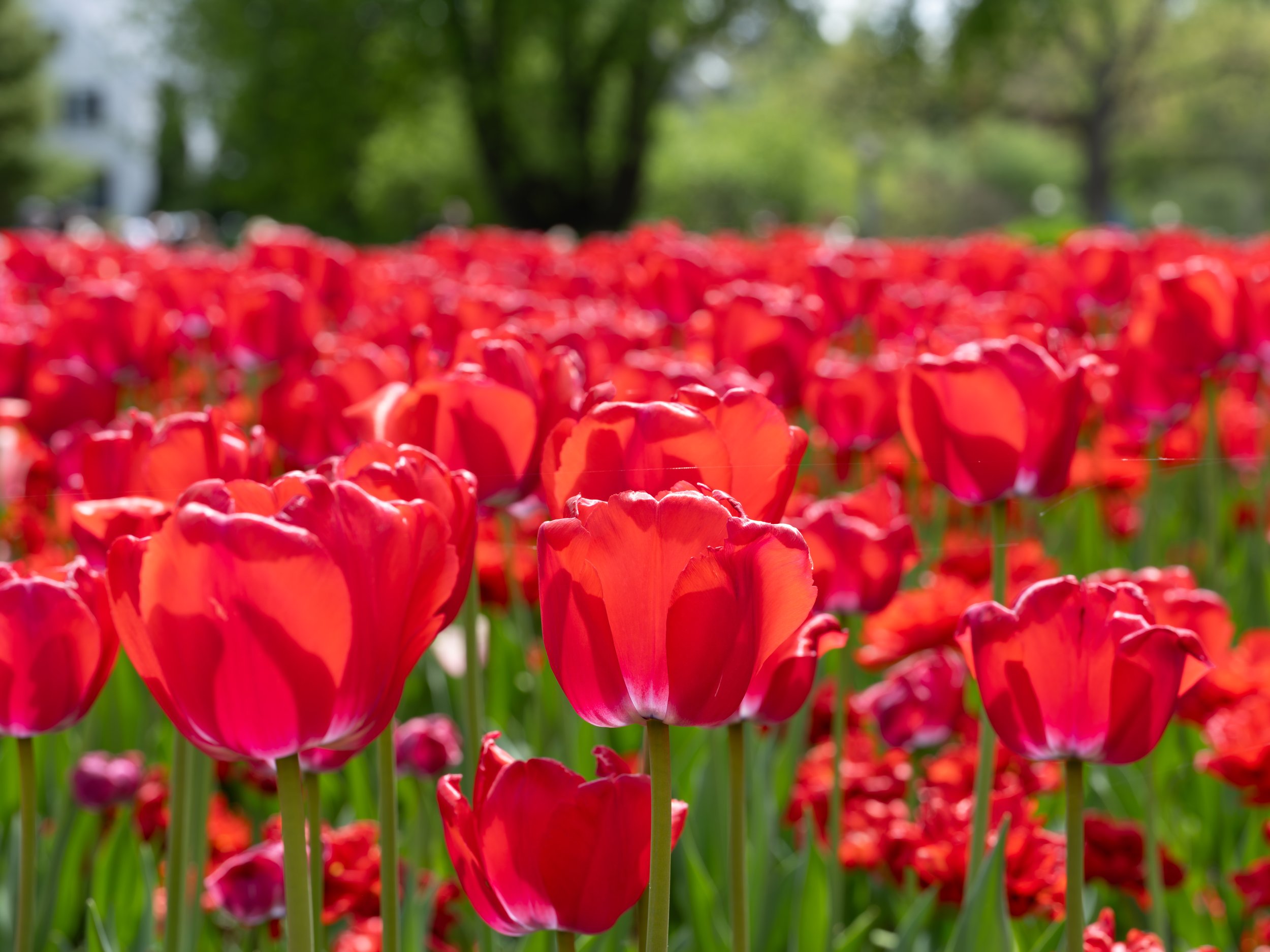Ottawa Tulip Festival014.jpg
