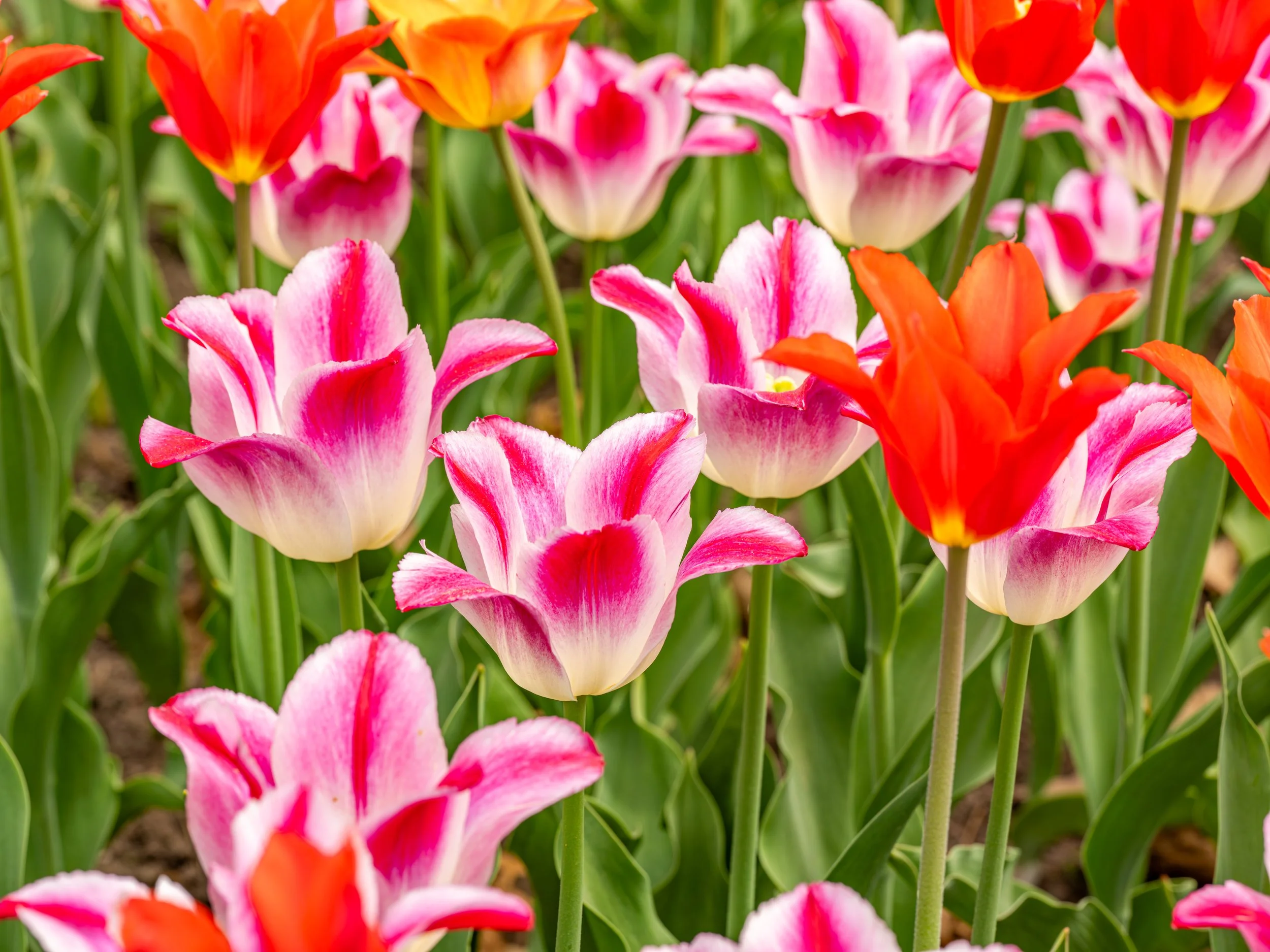 Ottawa Tulip Festival042.jpg