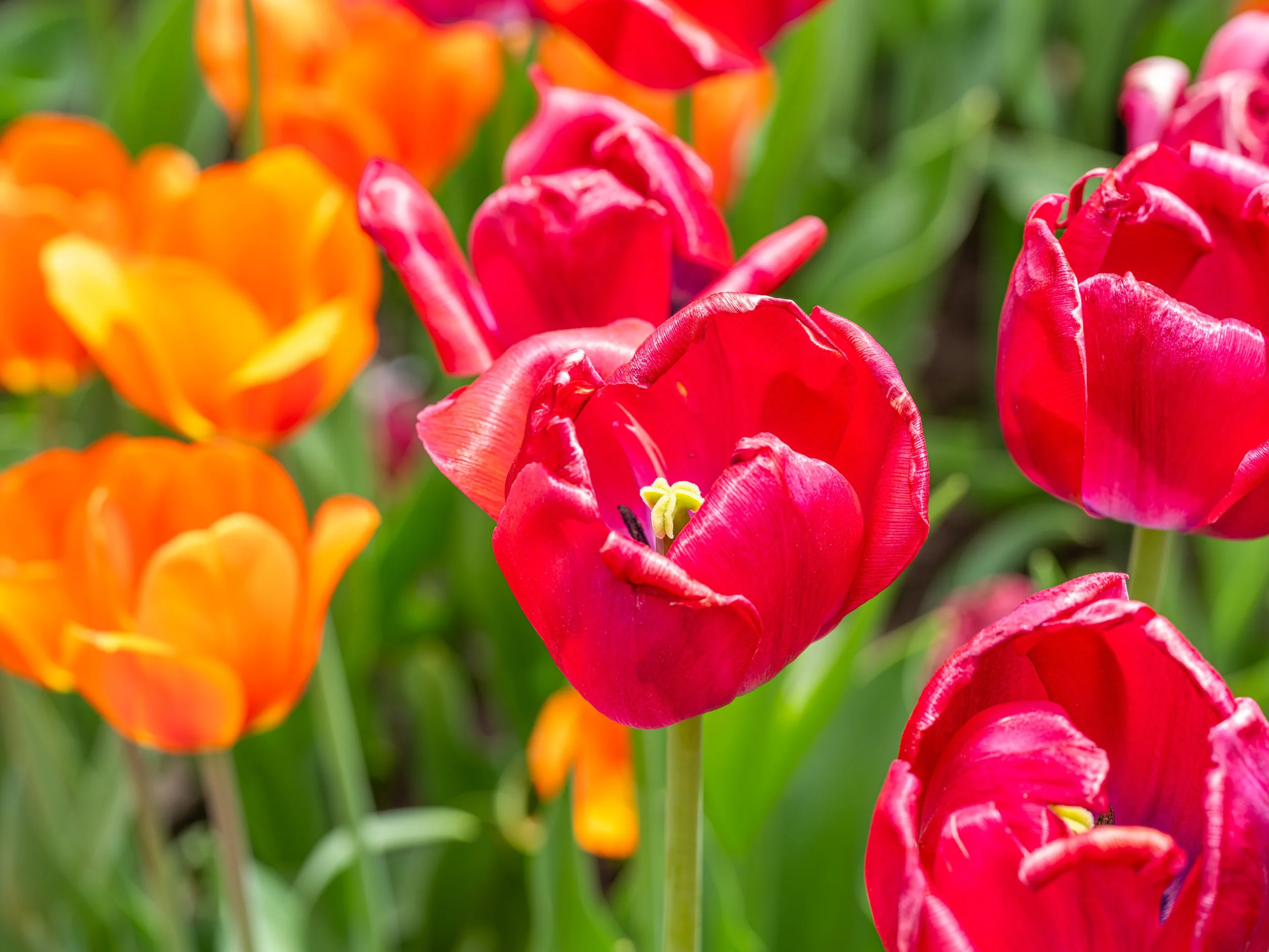 Ottawa Tulip Festival006.jpg