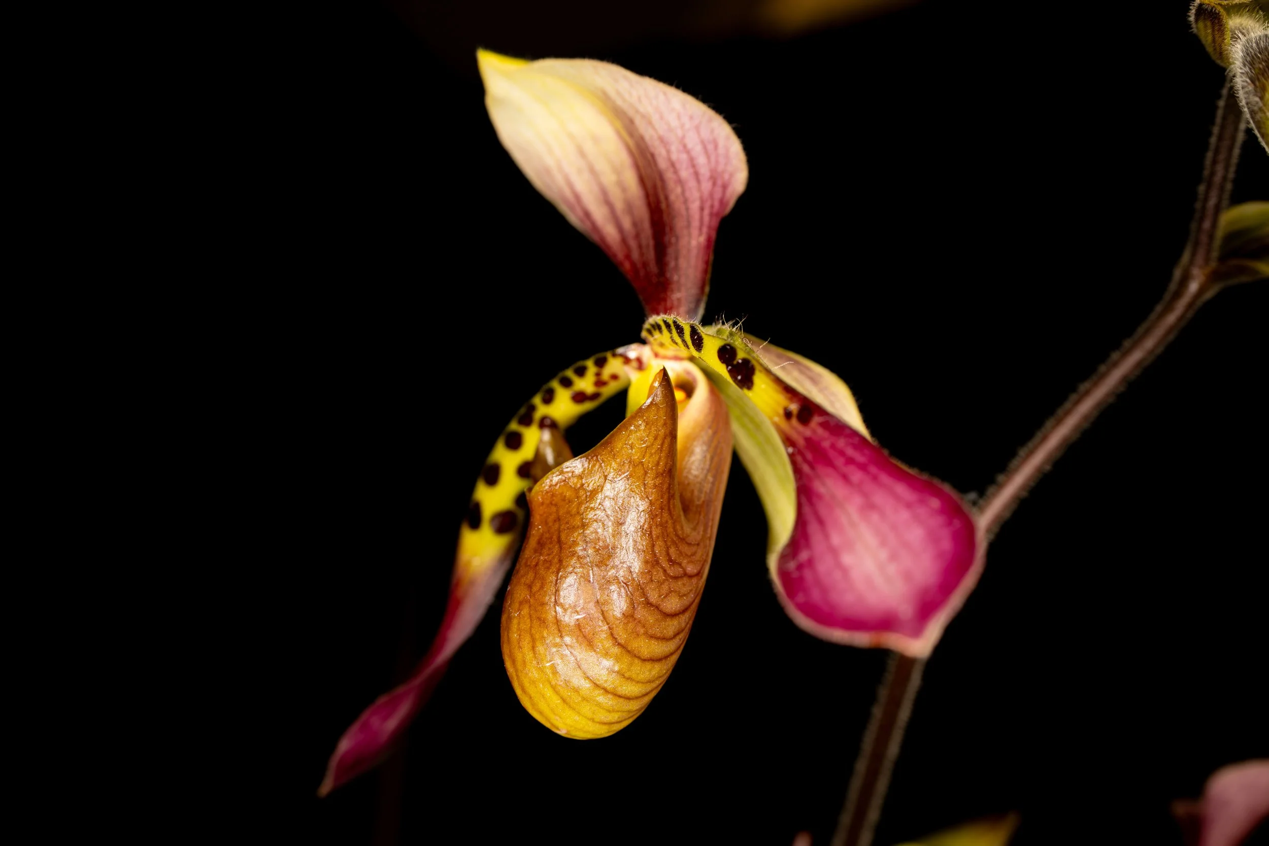 Orchids038.jpg