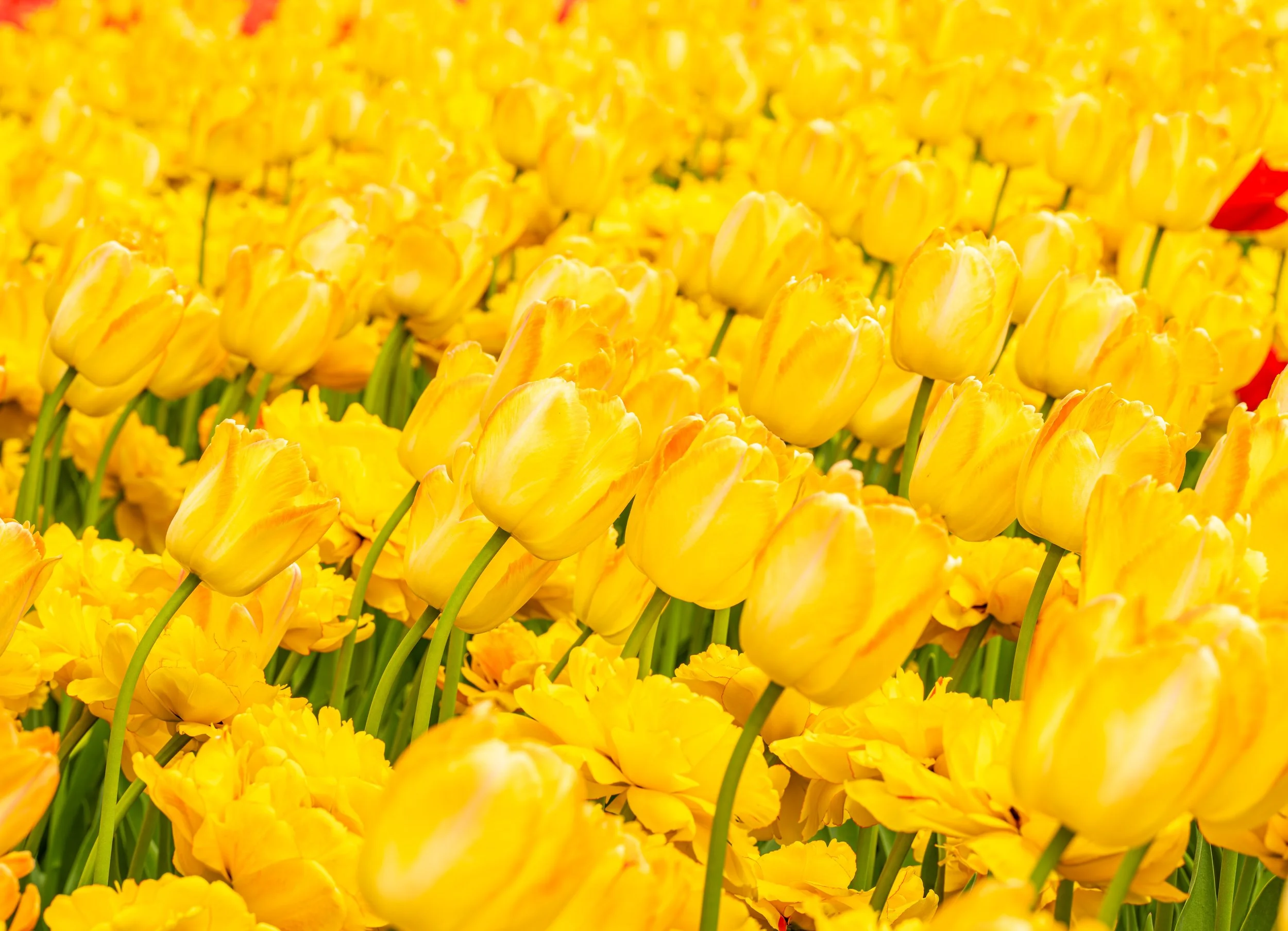 Ottawa Tulip Festival037.jpg