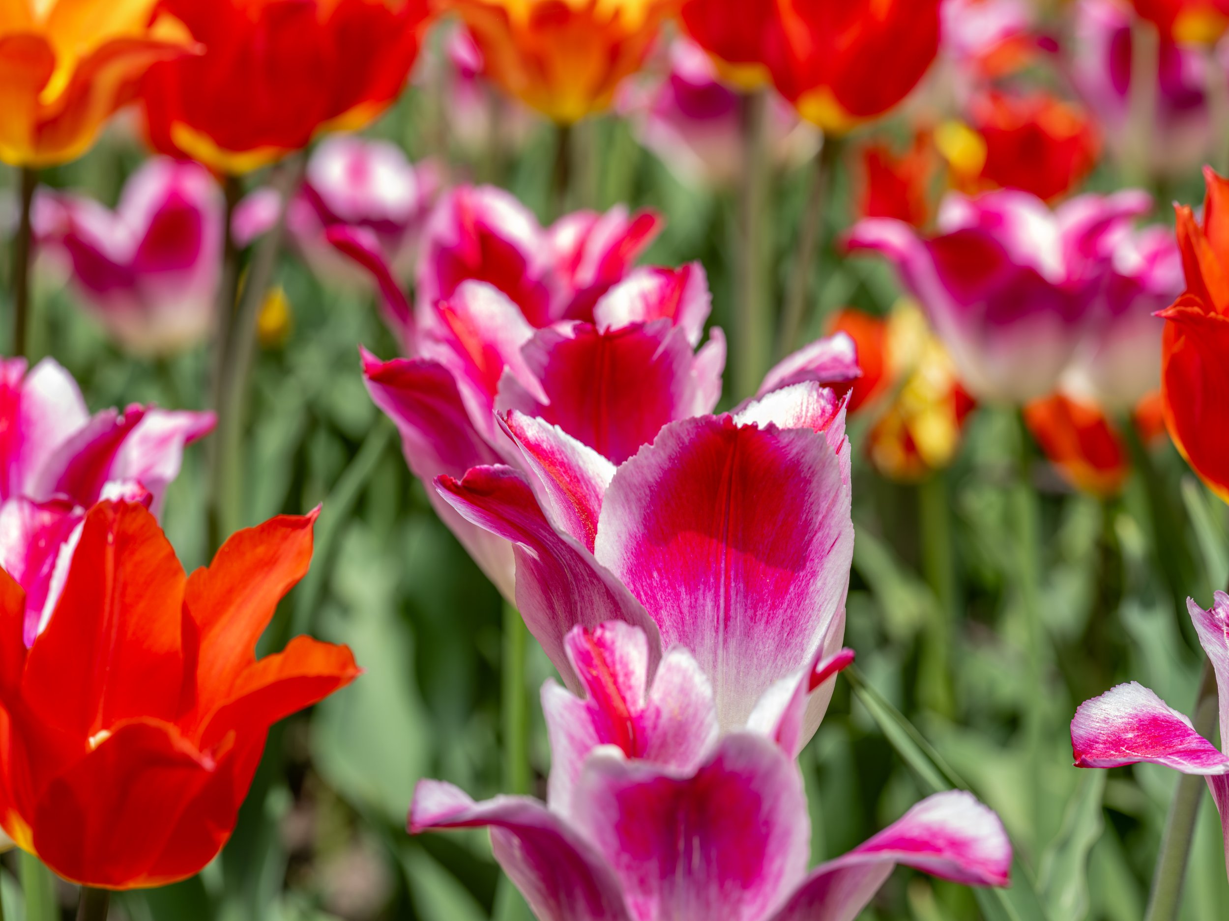 Ottawa Tulip Festival018.jpg