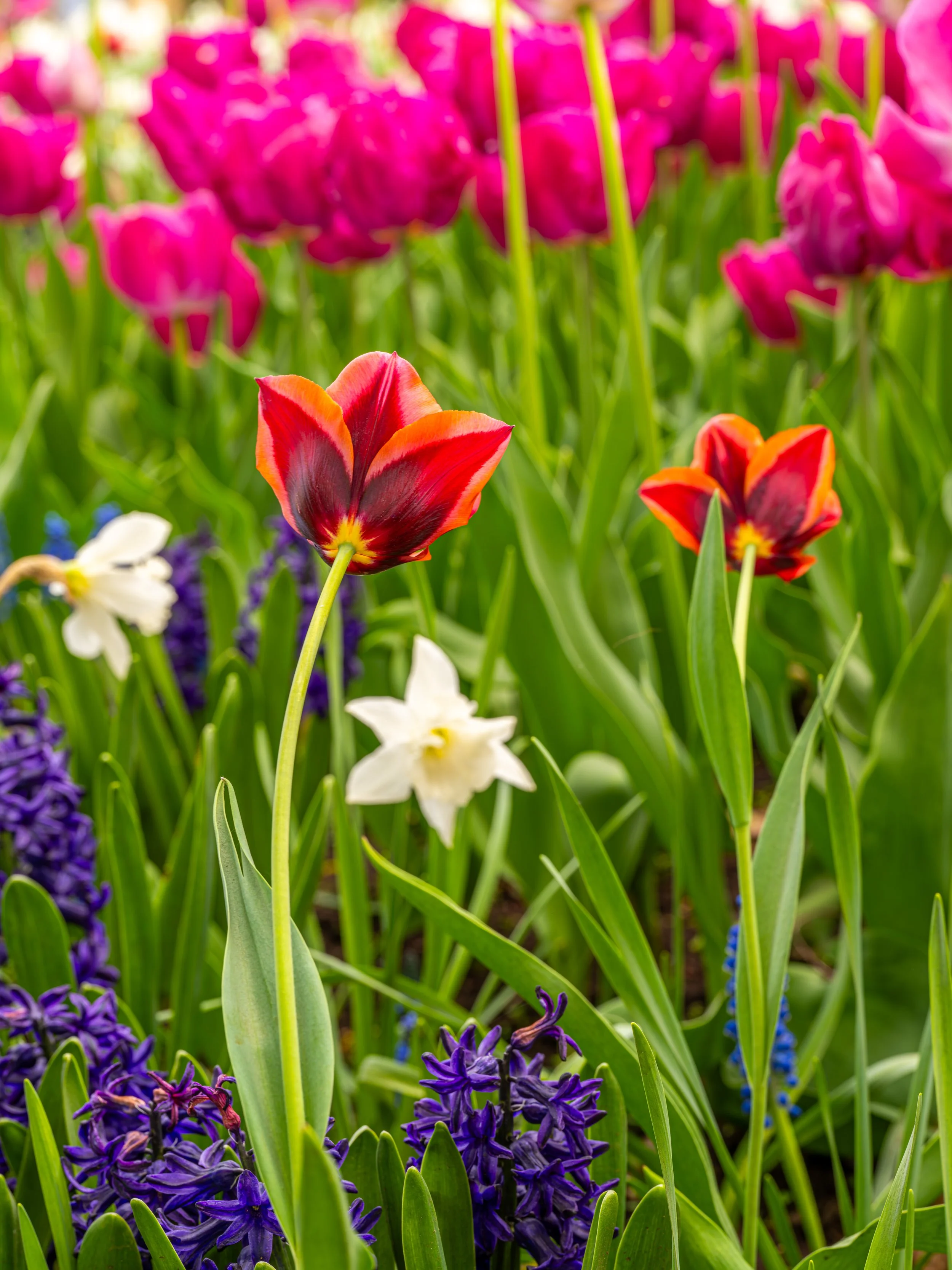Ottawa Tulip Festival035.jpg