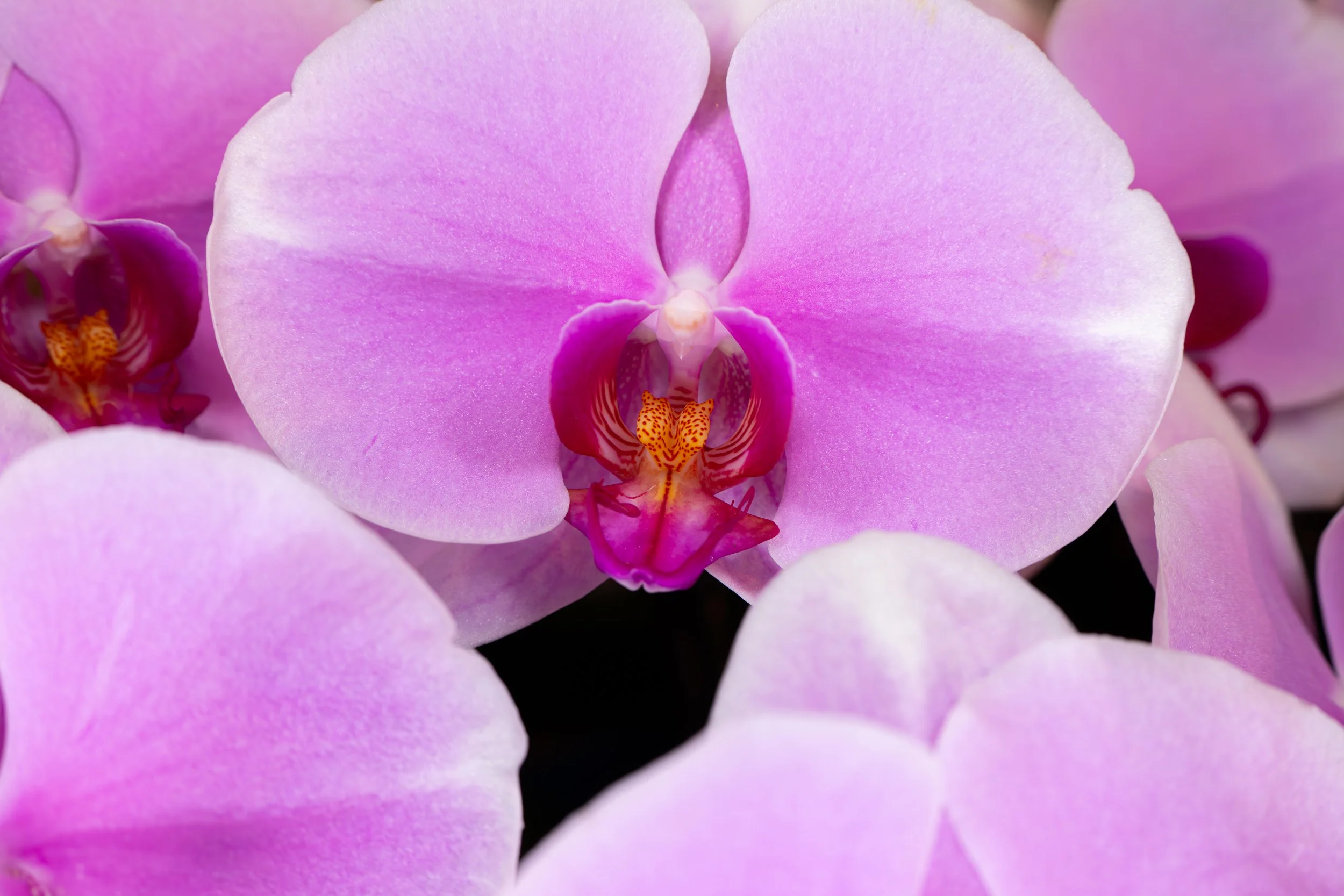 Orchids050.jpg