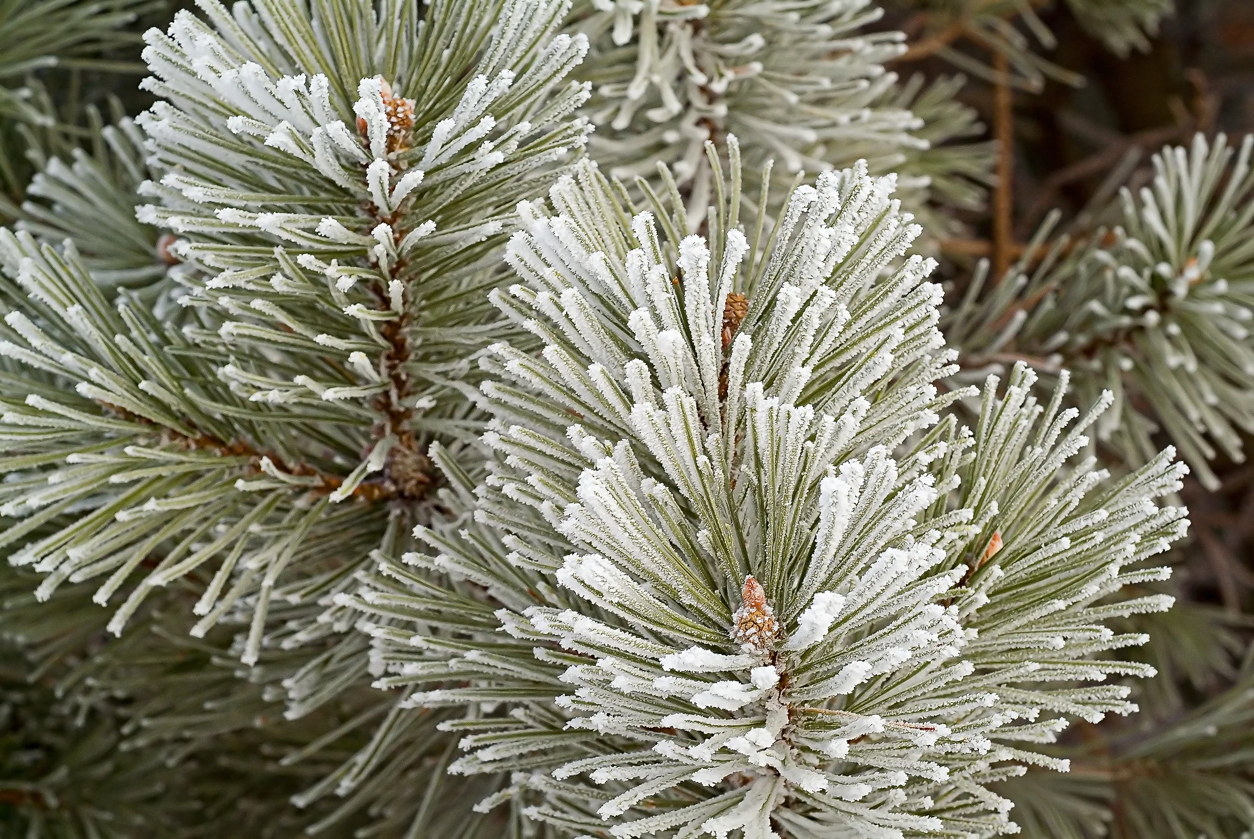 Hoar Frost.jpg